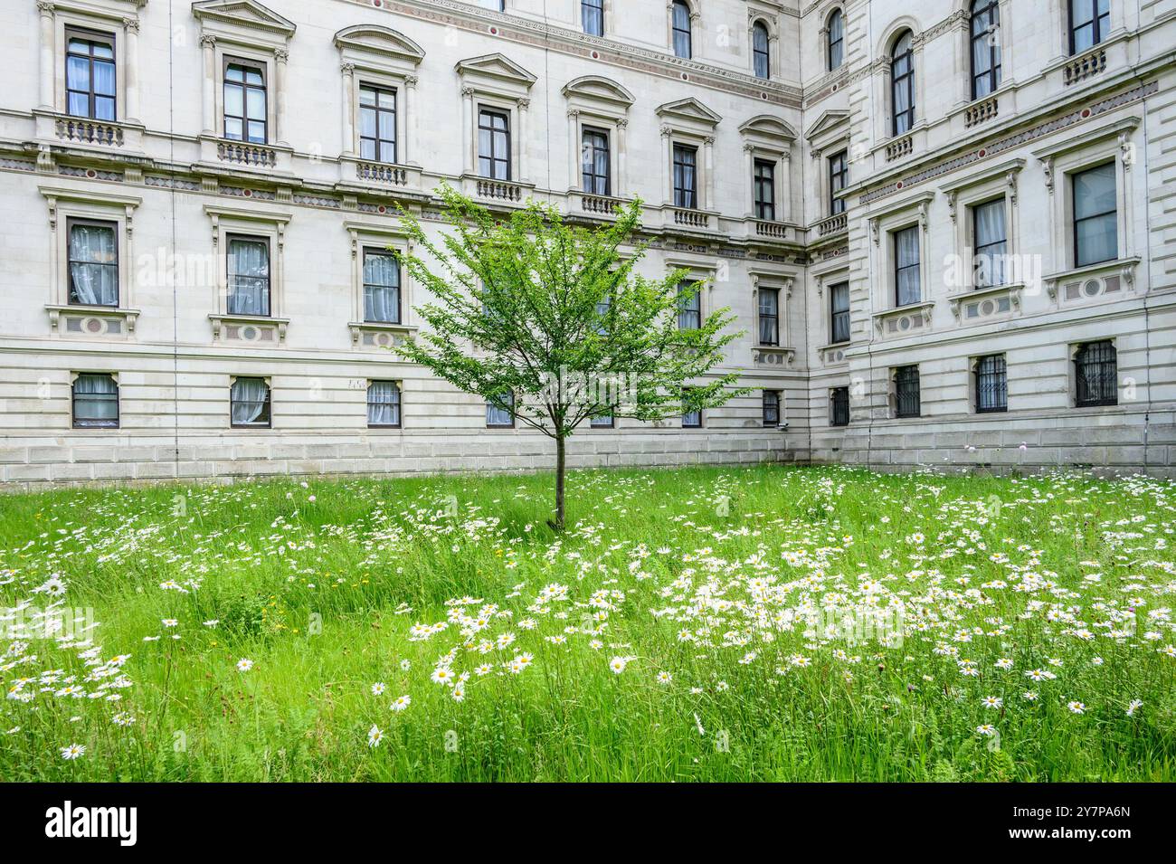 London, Großbritannien. Wildblumenwiesen durften im Zentrum Londons wachsen, vor dem Außenministerium und dem Treasury Building an der Horse Guards Road Stockfoto