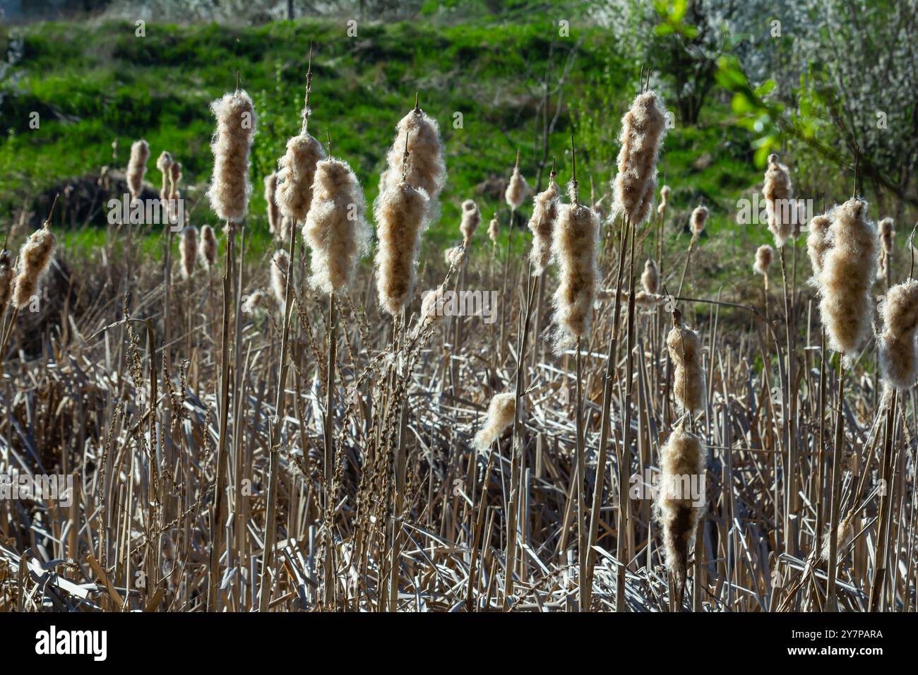 Sümpfe Typha angustifolia breitblättrige braune Blüten im Frühling. Stürme in einen Sumpf, in der Nähe eines Sees. Stockfoto