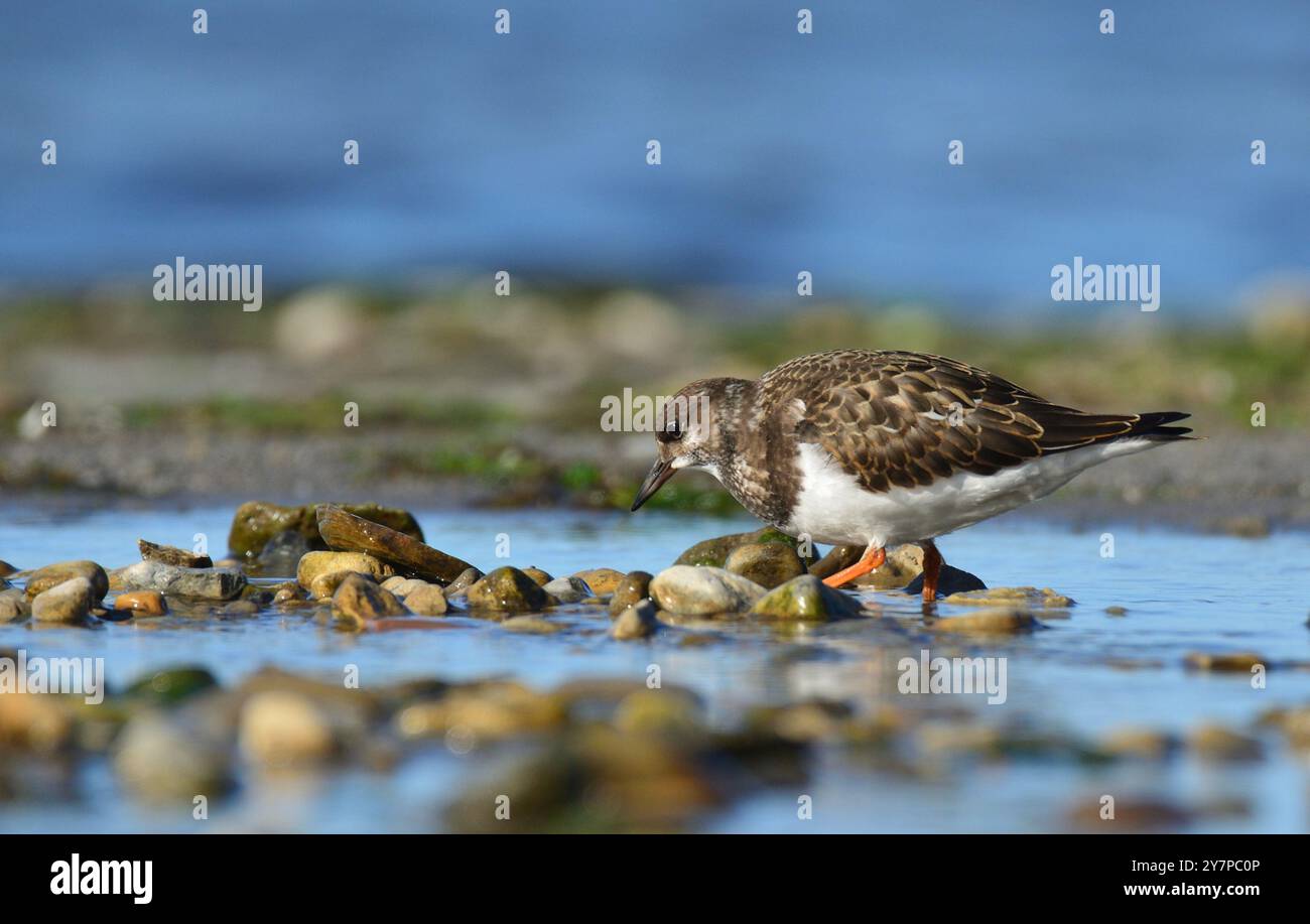 Roter Turnstone, der nach einer Mahlzeit sucht Stockfoto