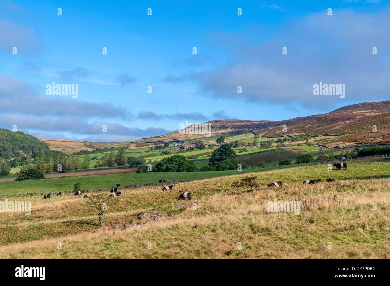 Raisdale und Cold Moore in der Nähe von Chop Gate in den North Yorks Moors of Yorkshire Stockfoto