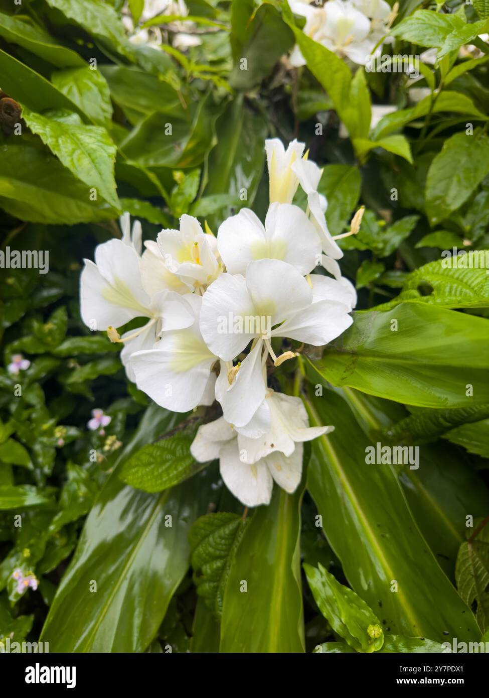 Weißer Ingwer, Hedychium coronarium, im Naturschutzgebiet Quebrada Los Sosas in Argentinien. Es wurde für dekorative Landschaftsgestaltung von einer Statue in gepflanzt Stockfoto