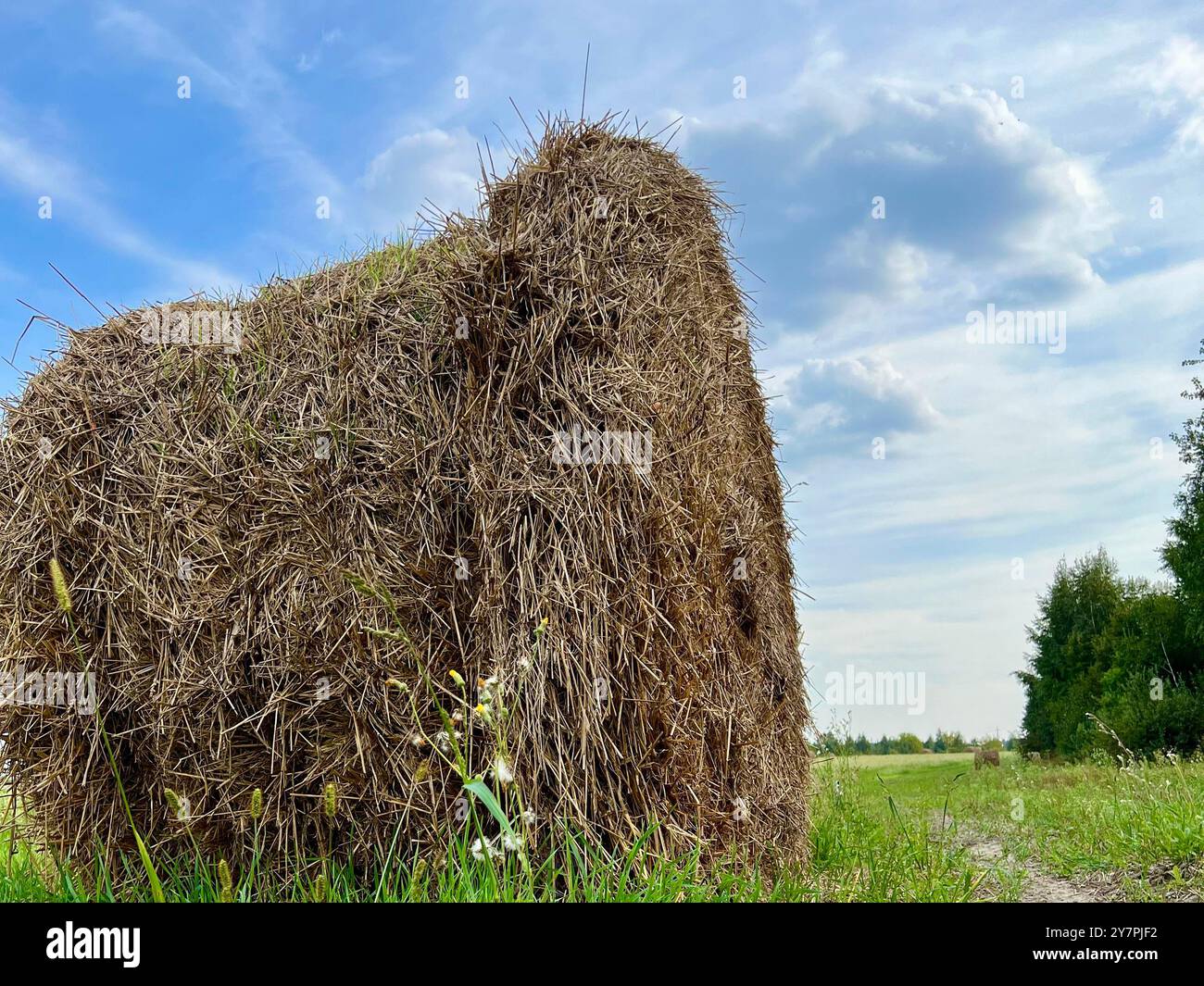 Heuhaufen Nahaufnahme. Heuhaufen vor dem Hintergrund von Gras und blauem Himmel. Ernte, Ende der landwirtschaftlichen Saison, Erntefest. - Smartphone-aufgenommenes Stockfoto