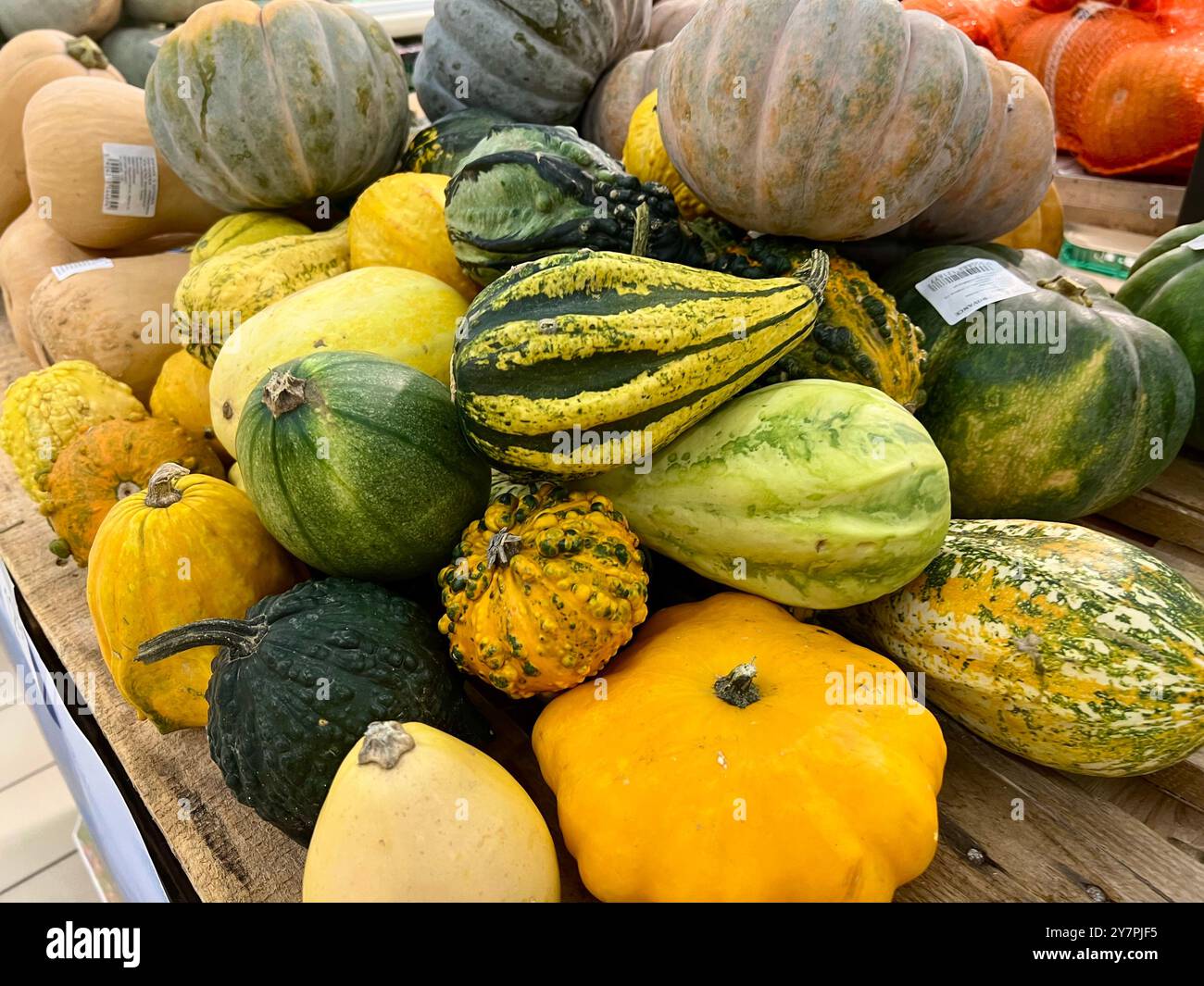 Bunte dekorative Kürbisse auf einem Regal in einem Geschäft. Kauf und Verkauf von Gemüse, Kürbisse für Lebensmittel und Dekoration. Viele kleine, bunte Kürbisse. - Smartphone-aufgenommenes Stockfoto