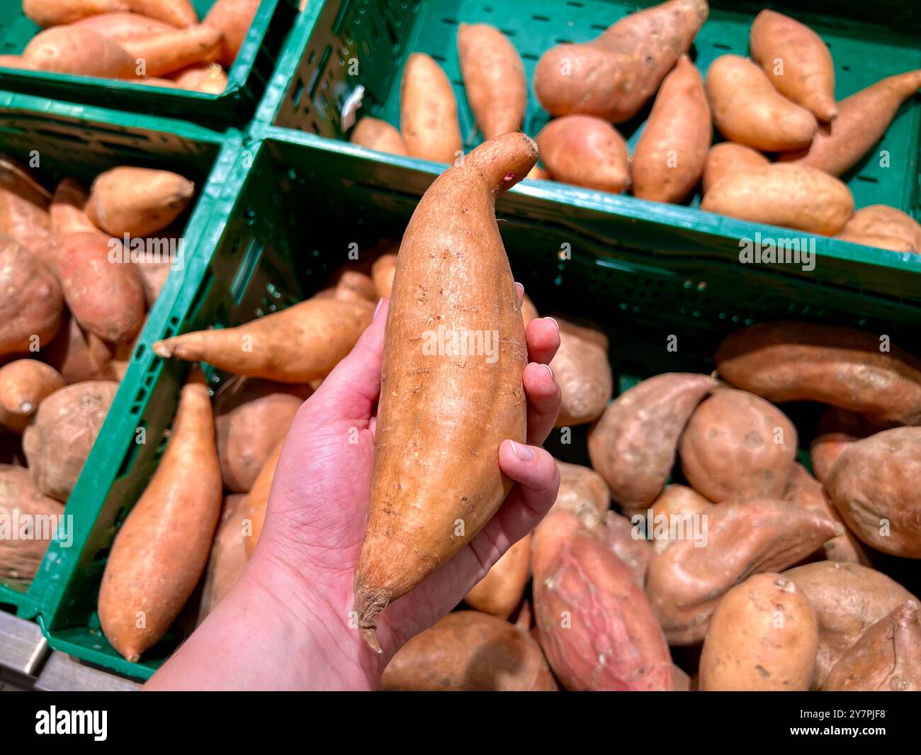 Die Hand einer Frau im Laden hält Süßkartoffeln vor dem Hintergrund von Kisten mit Süßkartoffeln. Verkauf und Kauf, nützliche Eigenschaften, Süßkartoffel - Smartphone-aufgenommenes Stockfoto