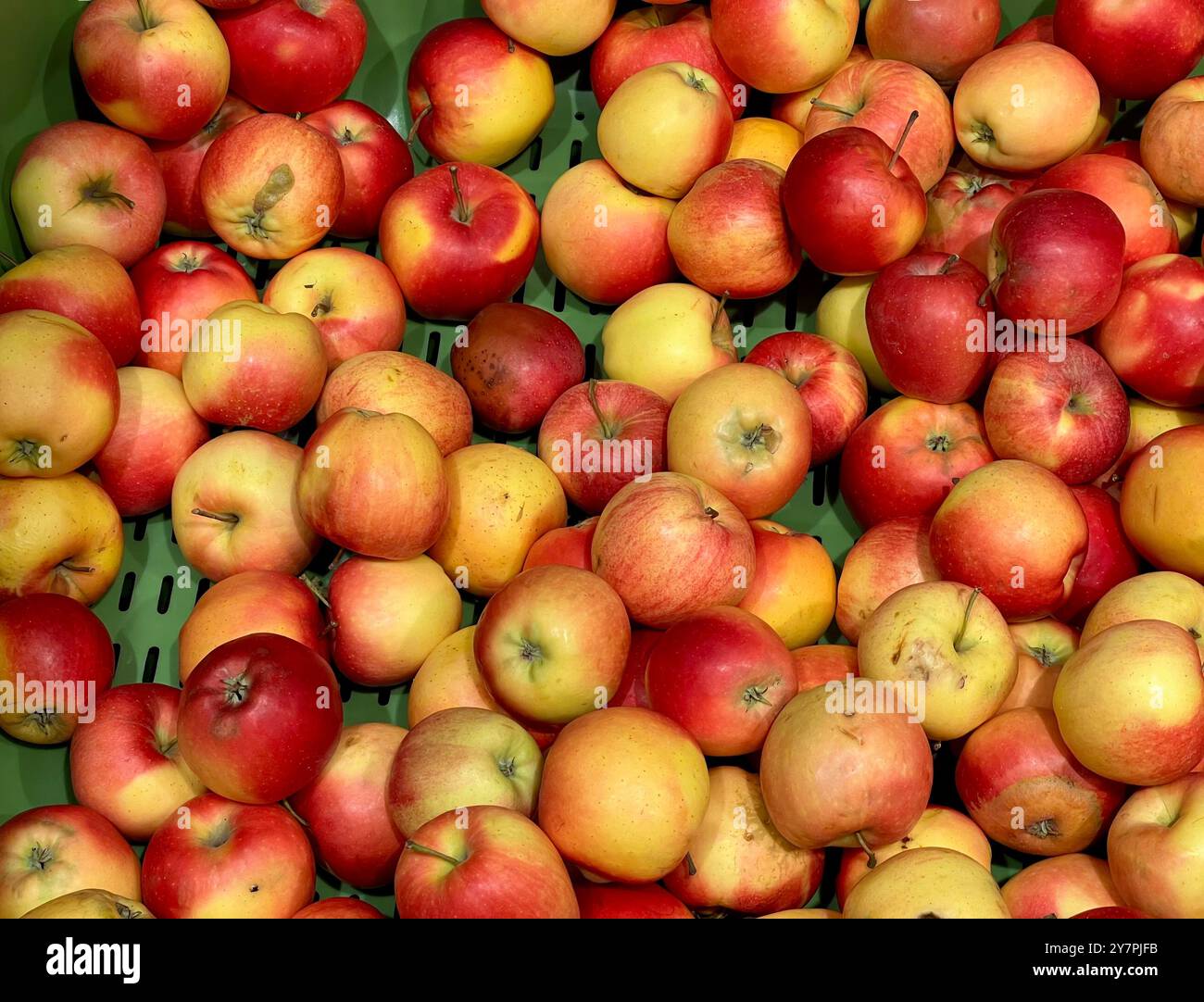 Viele rote und gelbe Äpfel in der Schachtel im Geschäft. Ernte von Äpfeln. Verkauf von Äpfeln. Gesunde und richtige Ernährung. Obst kaufen und verkaufen in A - Smartphone-aufgenommenes Stockfoto