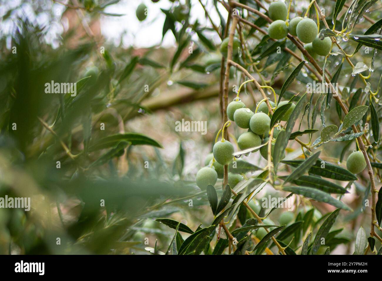 Kroatien, Istrien, Pula, Oliven auf dem Baum kurz vor der Ernte Stockfoto