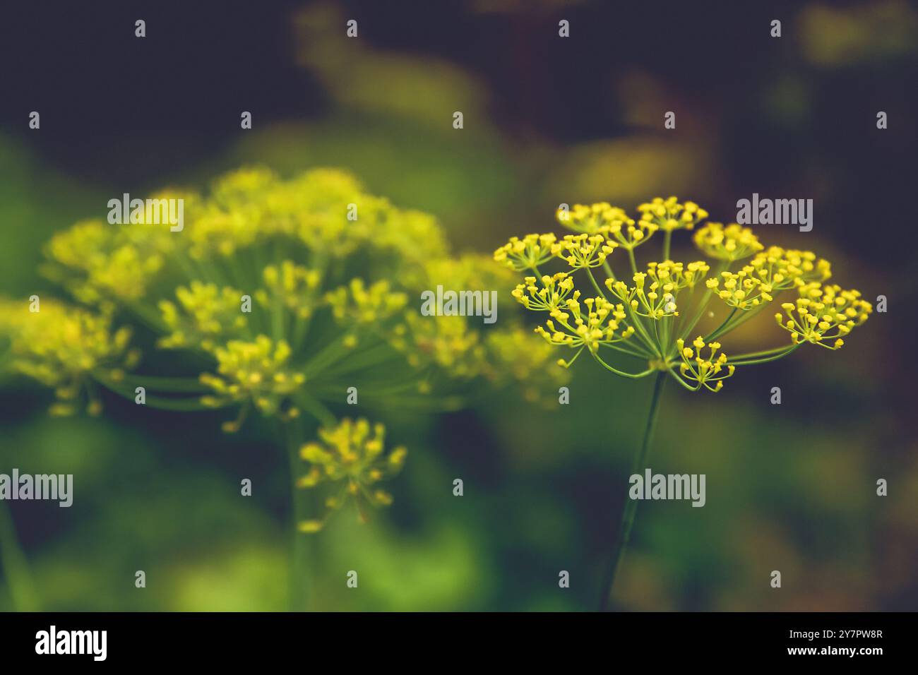 Die atemberaubende natürliche Schönheit wird perfekt in einem hellen Blumenkopf mit Dillsamen festgehalten Stockfoto