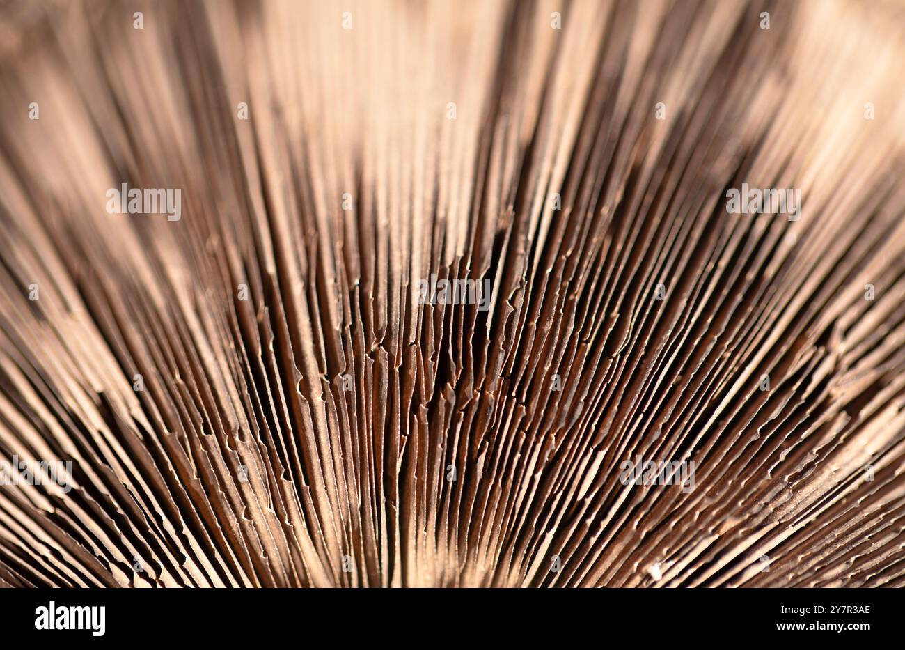 Konzentrisch konvergierende Linien, Kiemen von Pilzen, Pilze. Grafik, Hintergrund. Stockfoto