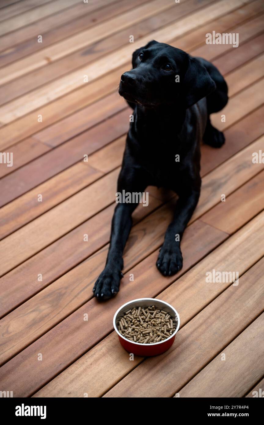 Wunderschöner schwarzer labrador-Retriever, der auf hölzernem Untergrund liegt und gehorsam an ihrer Essensschale voller Kroketten wartet. Stockfoto