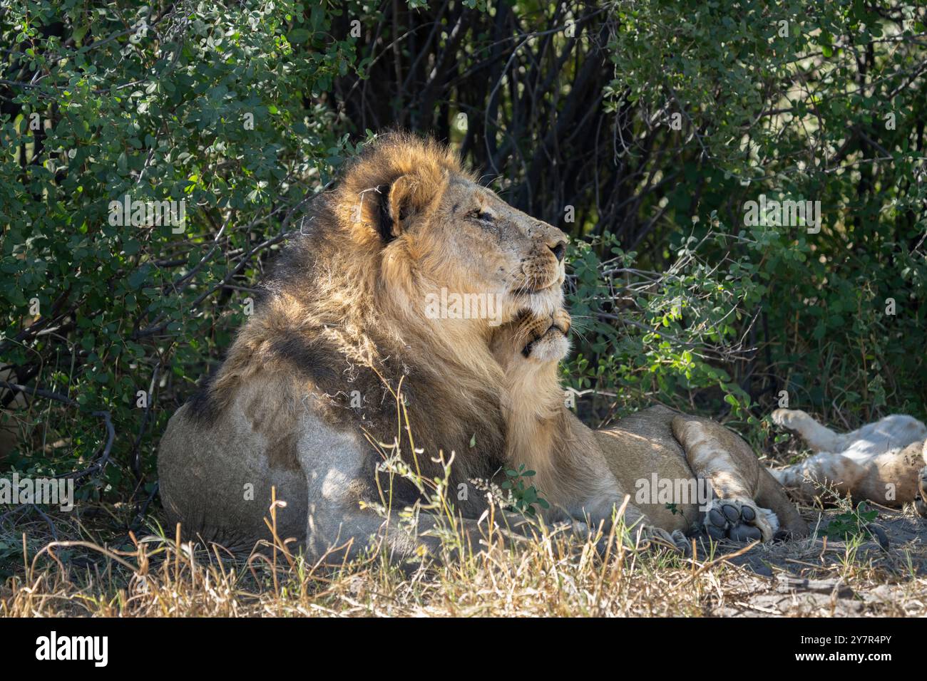 Löwe (Panthera leo), horizontales Porträt eines männlichen Löwen, der emotional mit einem seiner Jungen interagiert. Savuti, Chobe Nationalpark, Botswana, Afrika Stockfoto