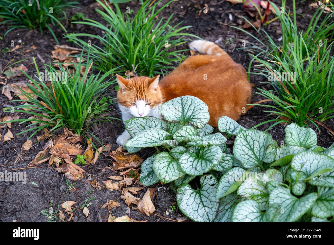Eine rot-weiße Katze liegt im Garten Stockfoto