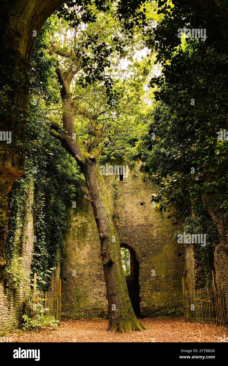 Verlassene Orte. Große Eichen- und Efeureben wachsen im Kirchenschiff der Ruinen der St. Mary's Church in East Somerton, Norfolk. Stockfoto