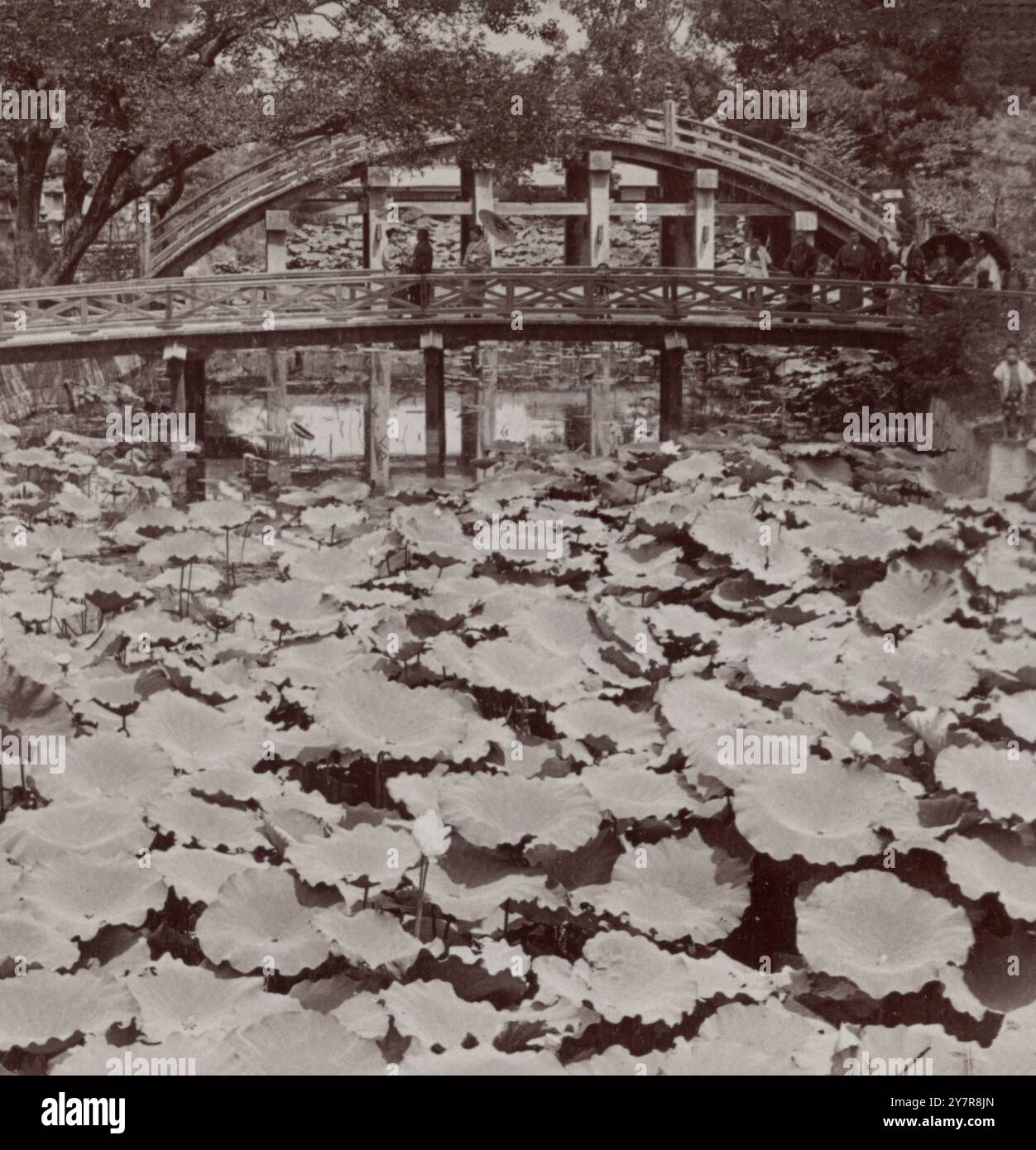 Vintage-Foto von heiligen Lotusblüten, symbolisch für spirituelle Reinheit. In Brücke, überspannter Teich, (Norden) Osaka, Japan. 1904 Stockfoto