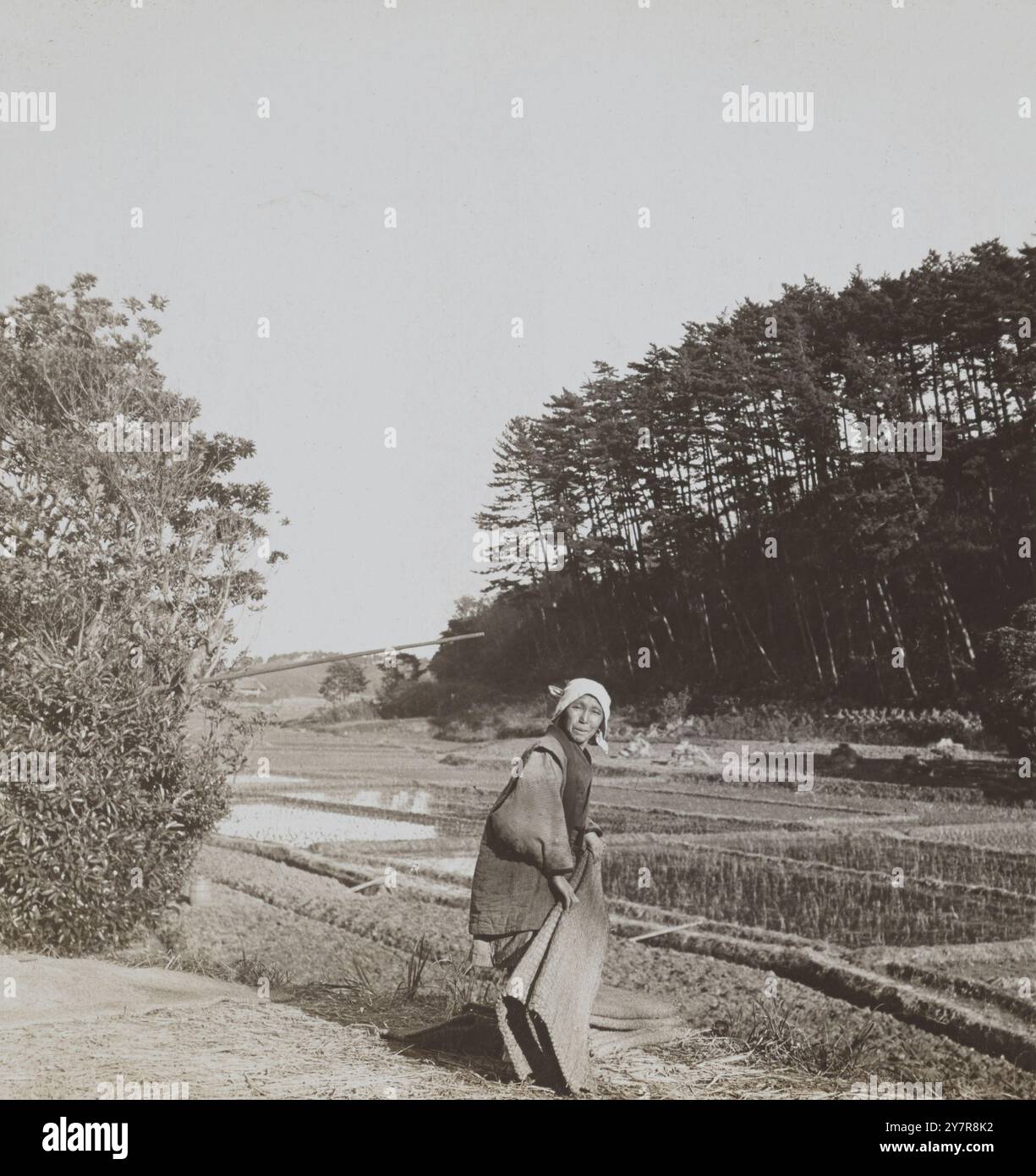 Vintage-Foto der Reiskultur in Japan. Ein kleiner Fleck eines Coolies. 1902 Stockfoto