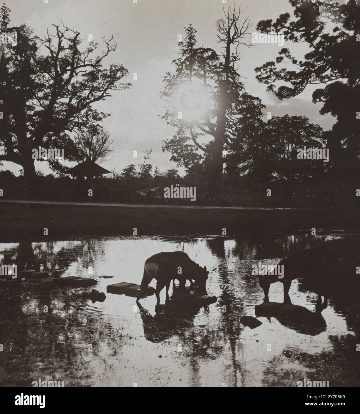 Vintage-Foto vom Trinken des heiligen Hirsches. Mondlicht. Nara Park, Japan. 1902 Stockfoto