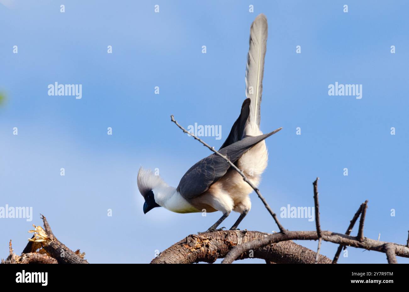 Der freigesichtige Abwesenheitsvogel gehört zur Familie Touraco, die in den trockenen Savannen Ostafrikas lebt. Ihr durchdringender Ruf ist ein Weckruf Stockfoto