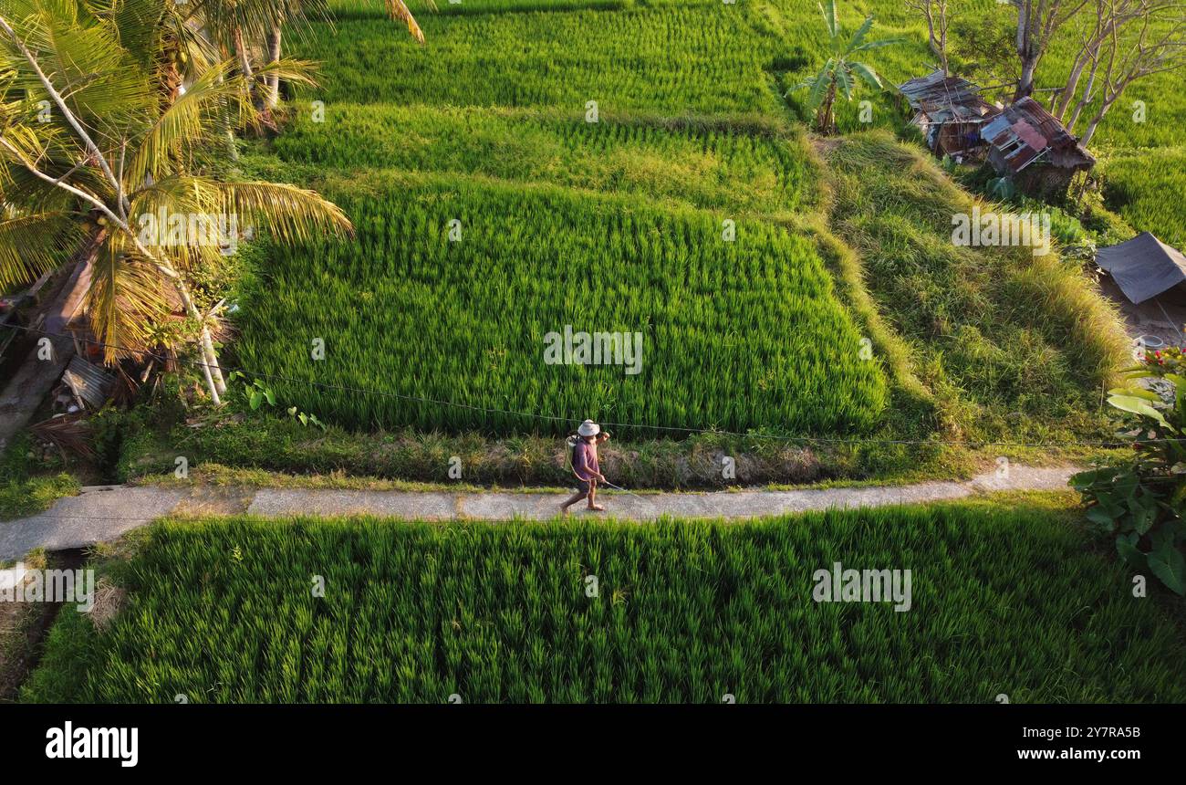Bali, Indonesien - 29. Oktober 2023: Reisbauern, Bottom, sprüht Herbizid auf einem Reisfeld in Ubud, Bali Island. Stockfoto
