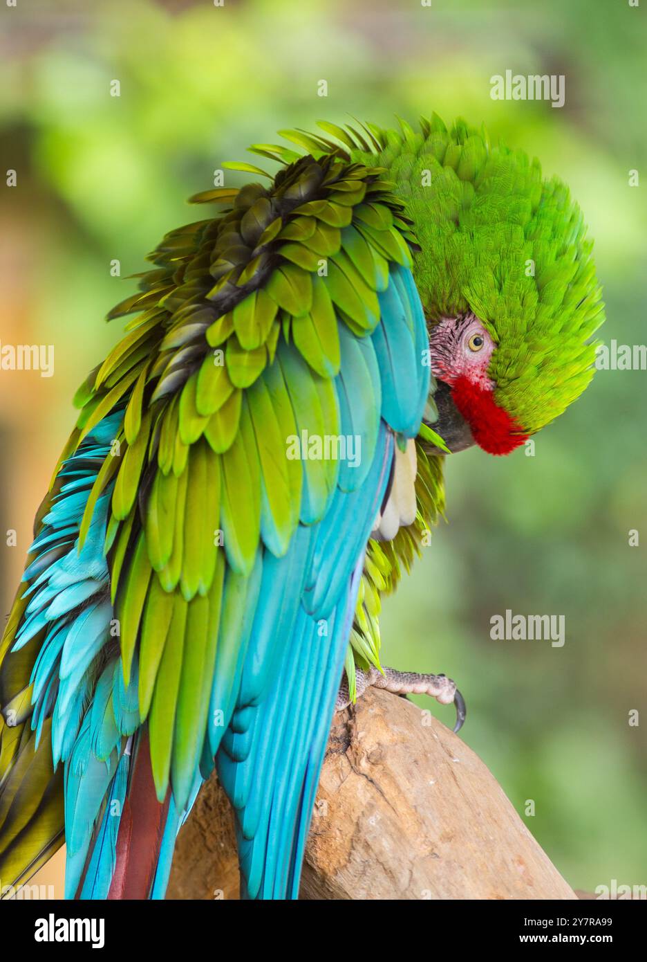 Militäraras (Ara militaris), der sich selbst pflegt und beobachtet. Fotografie im Zoo Stockfoto