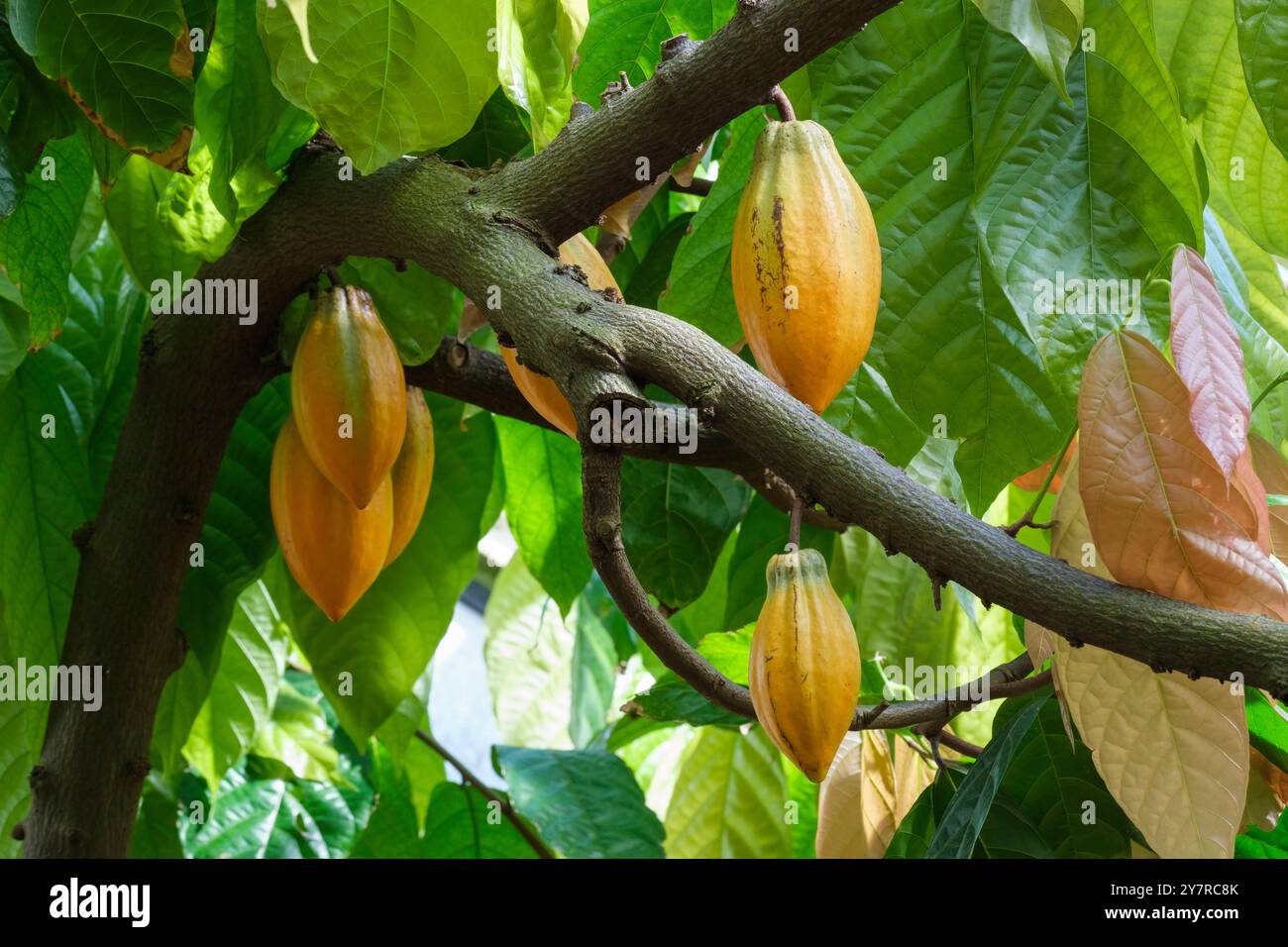 Theobroma Cacao, Kakaobaum, gelbe Früchte, die Kakaobohnen enthalten, Kakaobaum, Stockfoto