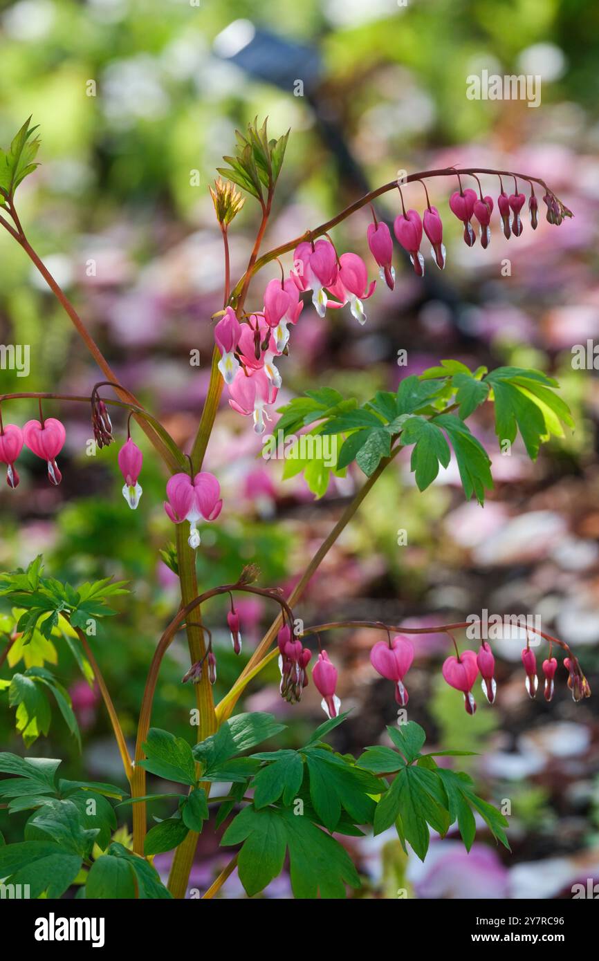 Lamprocapnos spectabilis, blutendes Herz, asiatisches blutendes Herz, blutende Herzen Dicentra spectabilis, herzförmige, lila-rosa-weiße Blüten Stockfoto