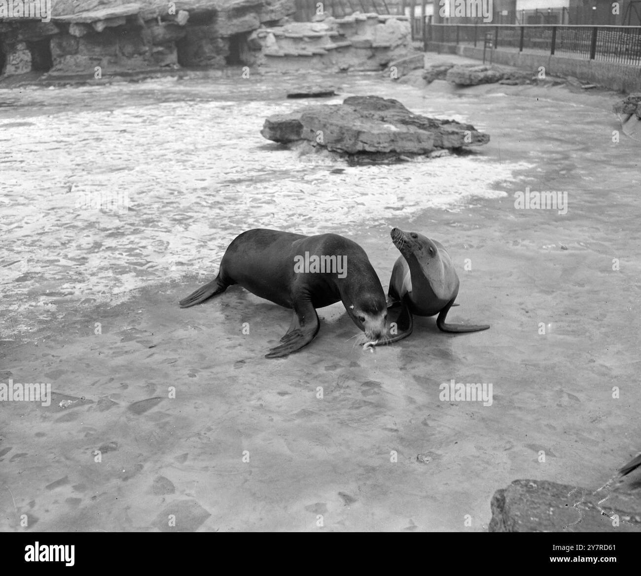 LONDON 800 VERSIEGELT IHR ELEMENT. Am 2. Februar 1954 scheinen zwei Seehunde des Londoner Zoos ihre Lebenszeit im eisbedeckten Teich zu haben. Bild von Jack Davies. EM2 74328. Fotos Von Internationalen Nachrichten. Stockfoto