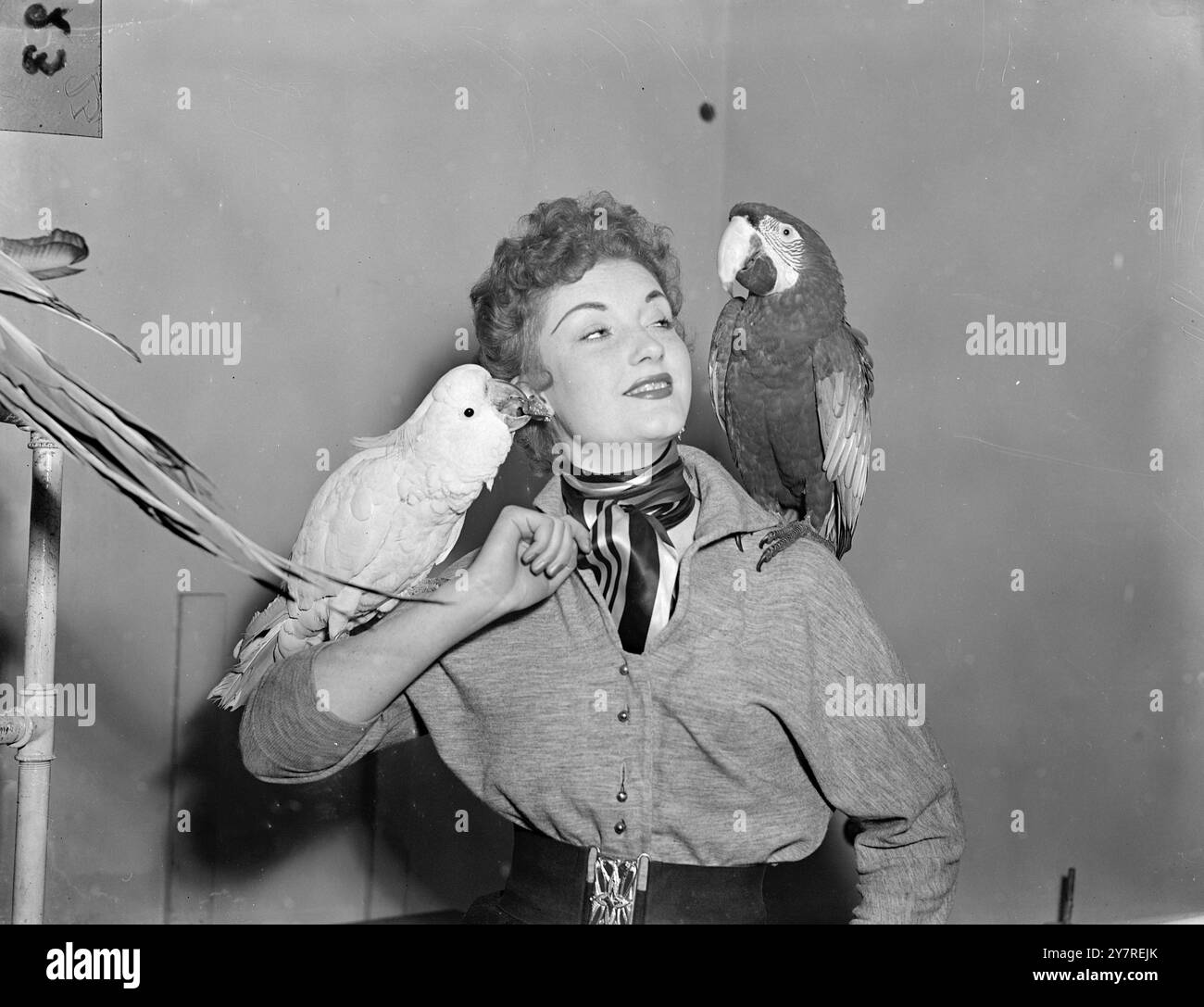 RICHTER SHIRLEY TRIFFT AUF SNOW UND MAC. 6,1.54. Die 19-jährige Schauspielerin Shirley Lorimer, die die 41 sprechenden Vögel bei der 10. Nationalen Ausstellung für Käfigvögel urteilen wird, die morgen in Olympia eröffnet wird, macht sich mit Snowy, dem weißen Kakadu, der ihren Ohrring schmeckt, und einem Ara namens Mac anfreundet. Bild von Reg Palmer. S. 73669. Fotos Von Internationalen Nachrichten. Stockfoto