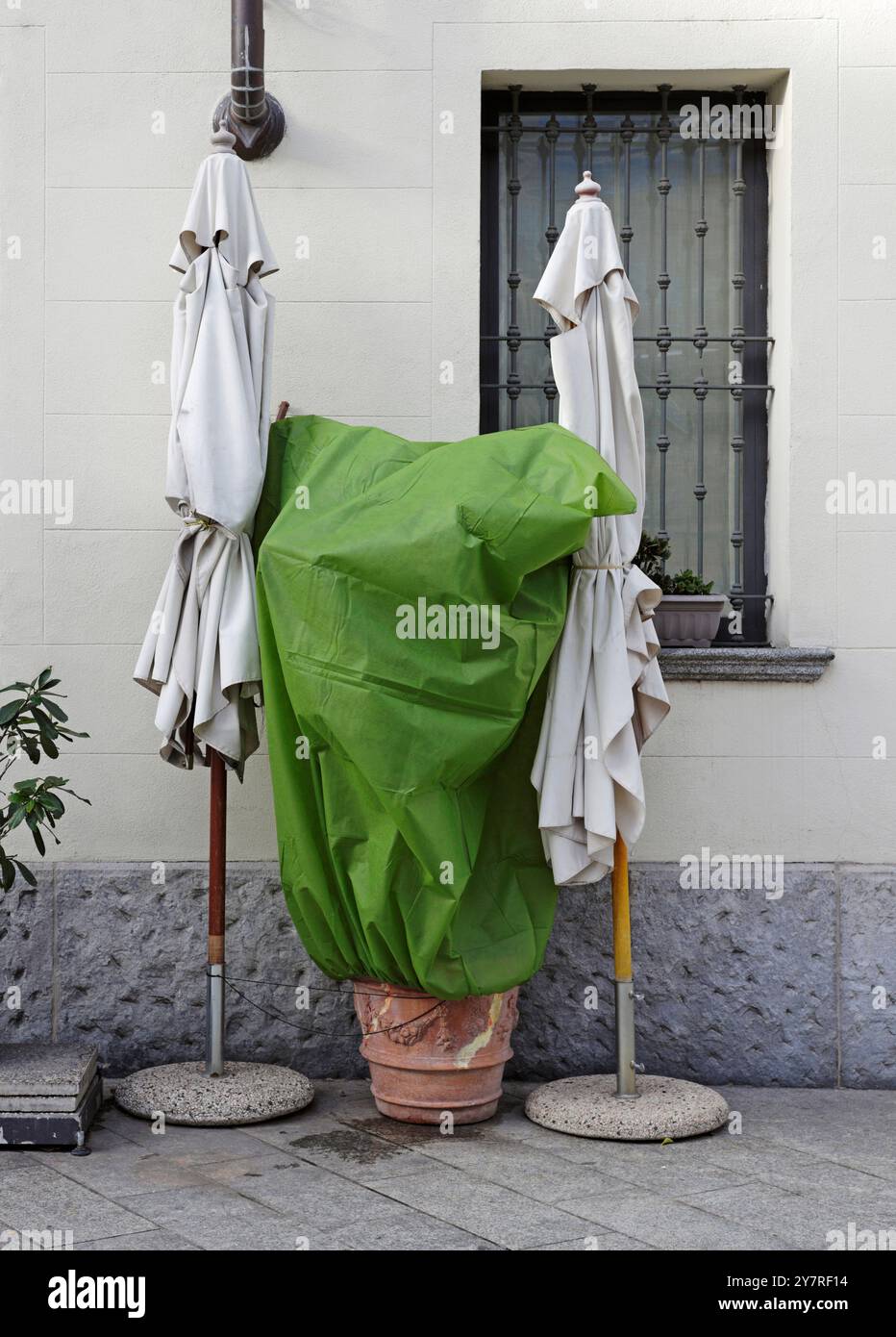 Pflanze mit grüner Schutzabdeckung im Winter vor einem geschlossenen Café Stockfoto