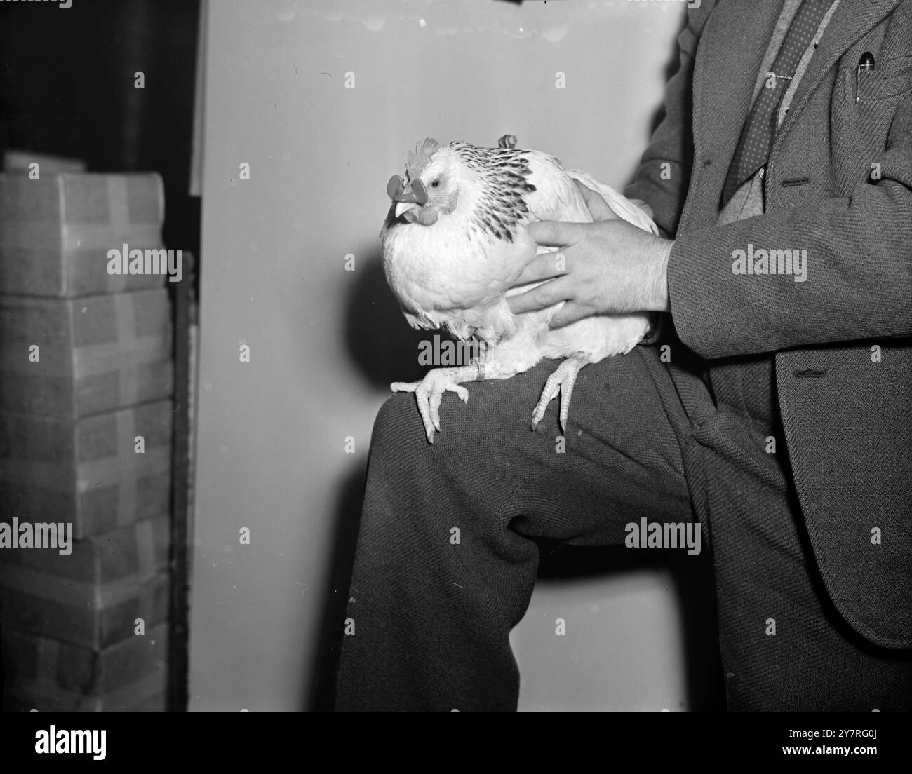 Rekordmassen erwartet morgen auf der Milchmesse. 6.12.53. Bei der Smithfield Show, die morgen im Earl's Court eröffnet wird, werden mehr Besucher erwartet als je zuvor. Das INP-Foto zeigt ein Huhn mit Schnappspezifikationen, die Hühner vor Federpicken, Eierfressen und Kannibalismus schützen, selbst unter sehr überfüllten Bedingungen. Bild von R. Palmer. EM/73124 International News Photos. Stockfoto