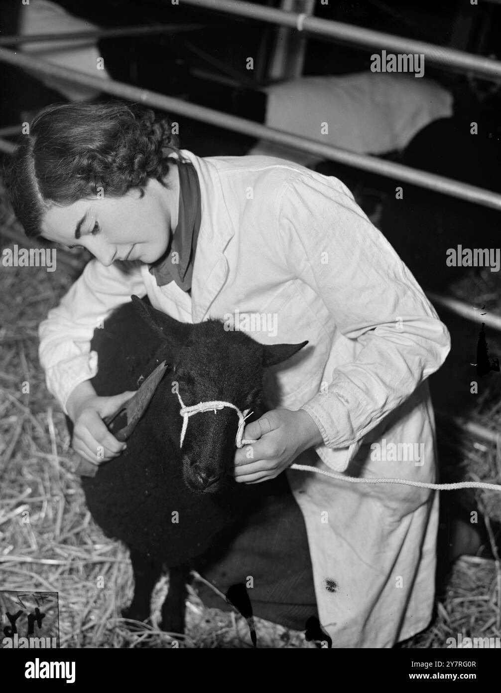 Rekordmassen erwartet morgen auf der Milchmesse. 6.12.53. Morgen werden mehr Besucher erwartet als je zuvor bei der Smithfield Show im Earl's Court. Das INP-Foto zeigt Miss Diana Oldnall aus Kidderminster, die einem Bleek Welsh Mountain Schaf den letzten Schliff verleiht, das ihrer Mutter gehört. Bild von R. Palmer. EM/73123. Fotos Von Internationalen Nachrichten. Stockfoto