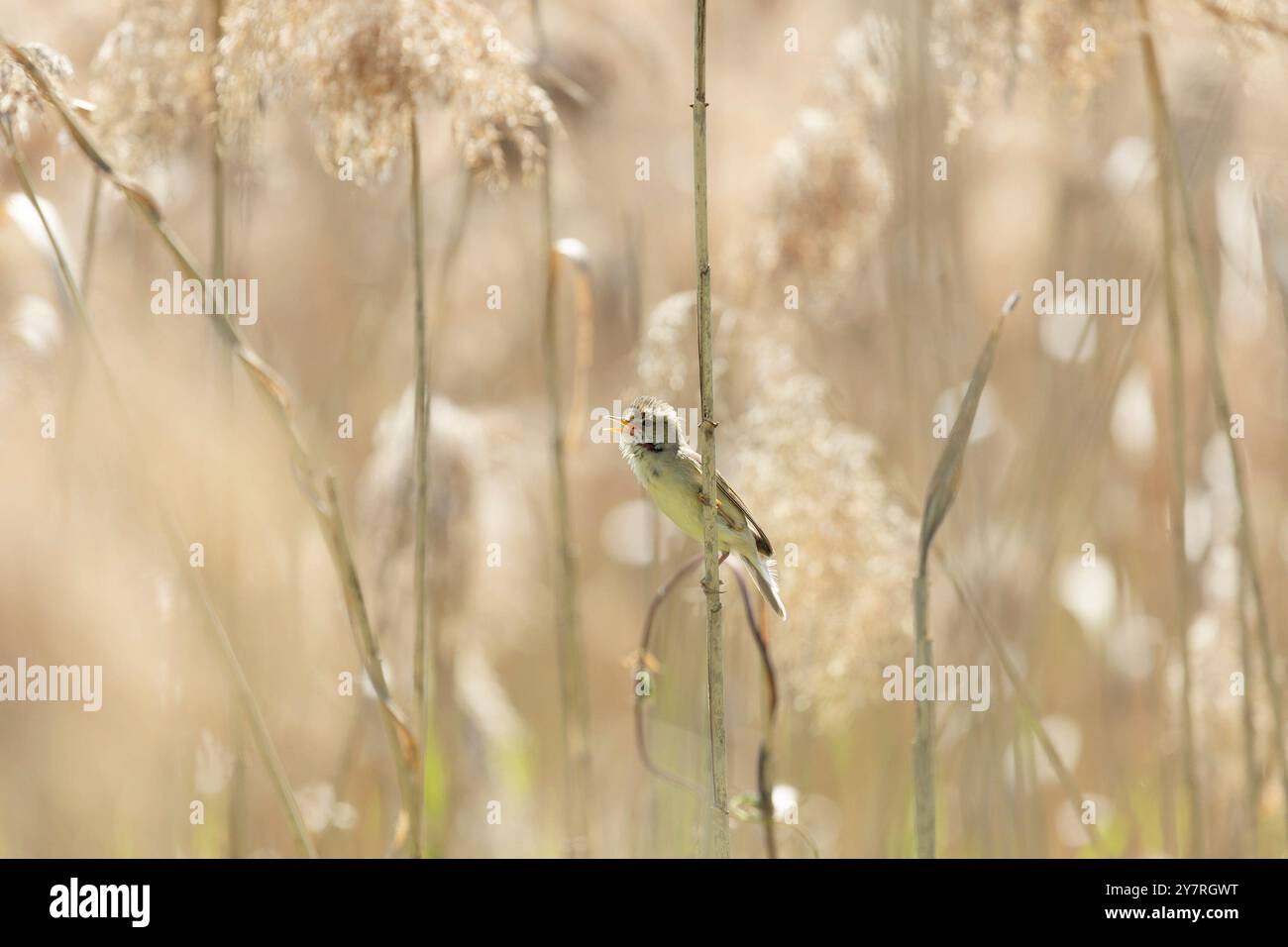 Ein großer Schilfwurmler, der auf einem Schilf sitzt Stockfoto