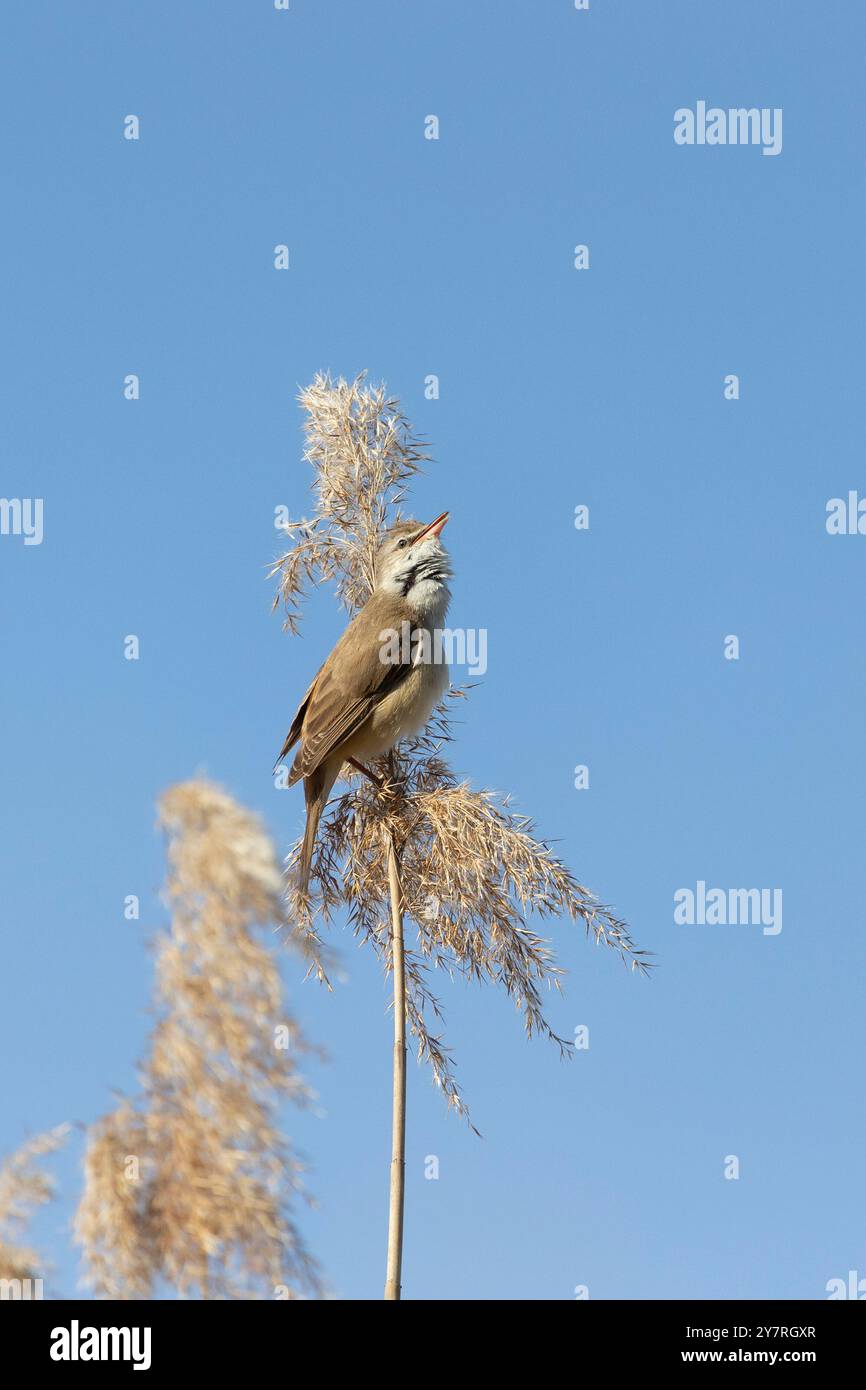 Ein großer Schilffiger sitzt auf einem Schilf vor einem blauen Himmel Stockfoto