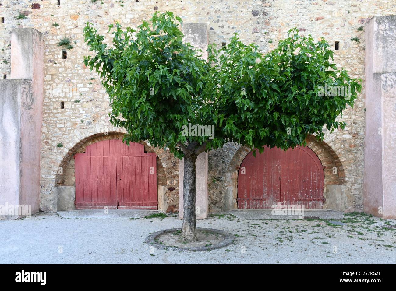 Einzelner Maulbeerbaum, Morus sp., eingerahmt von zwei alten Garagentoren im Old Village von Roussillon Vaucluse Provence Frankreich Stockfoto