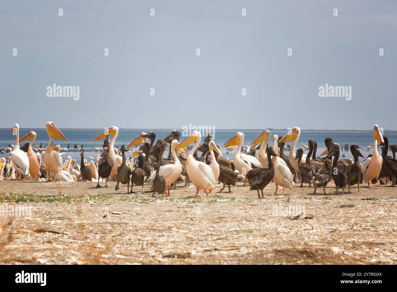 Pinkfarbene Pelikane mit Küken am Ufer des Manich-Gudilo-Sees in Kalmykia, Russland Stockfoto