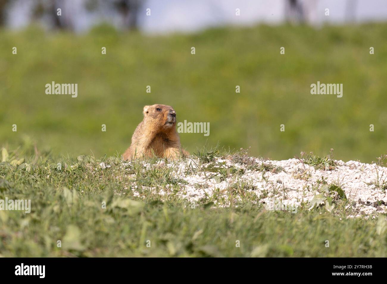 Murmeltierbobak auf dem Gras an einem Sommertag Stockfoto