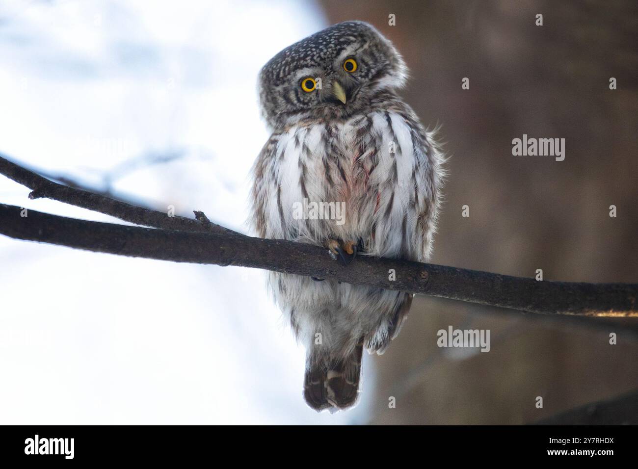 Eurasische Zwergkauz sitzt am Wintertag auf einem Baumzweig Stockfoto