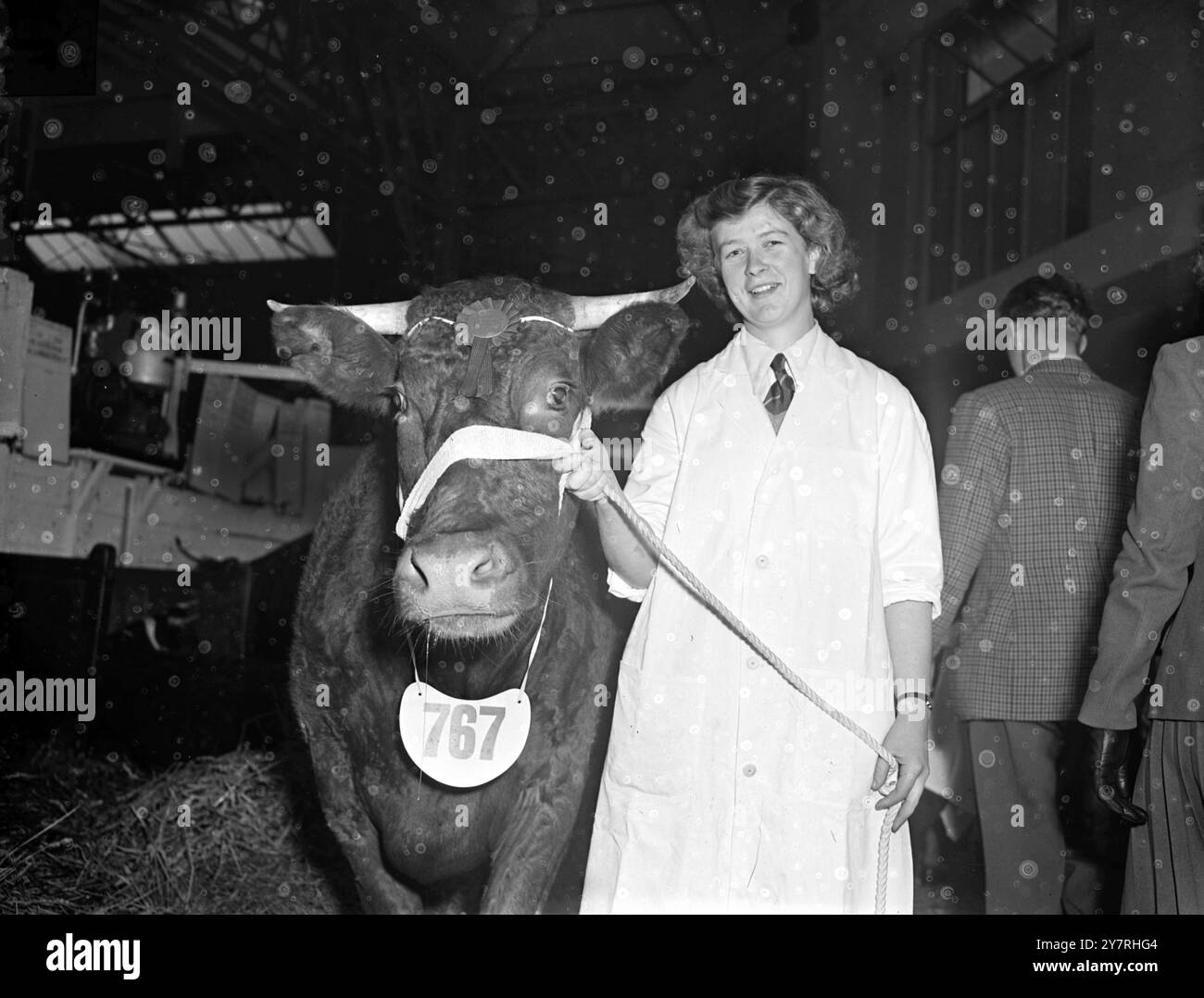 Molkereishow eröffnet in Olympia. 27.10.53. 393 Tiere wurden in Londons größter Milchshow aller Zeiten aufgenommen, die heute in Olympia eröffnet wurde und bis Freitag weiterläuft. Das INP-Foto zeigt Venton Buttercup 3., eine erste preisgekrönte South Devon-Färse, die Stephen Hoskins gehört und mit Miss Betty Reeves fotografiert. Bild von R. Palmer. EM 72178. Fotos Von Internationalen Nachrichten. Stockfoto