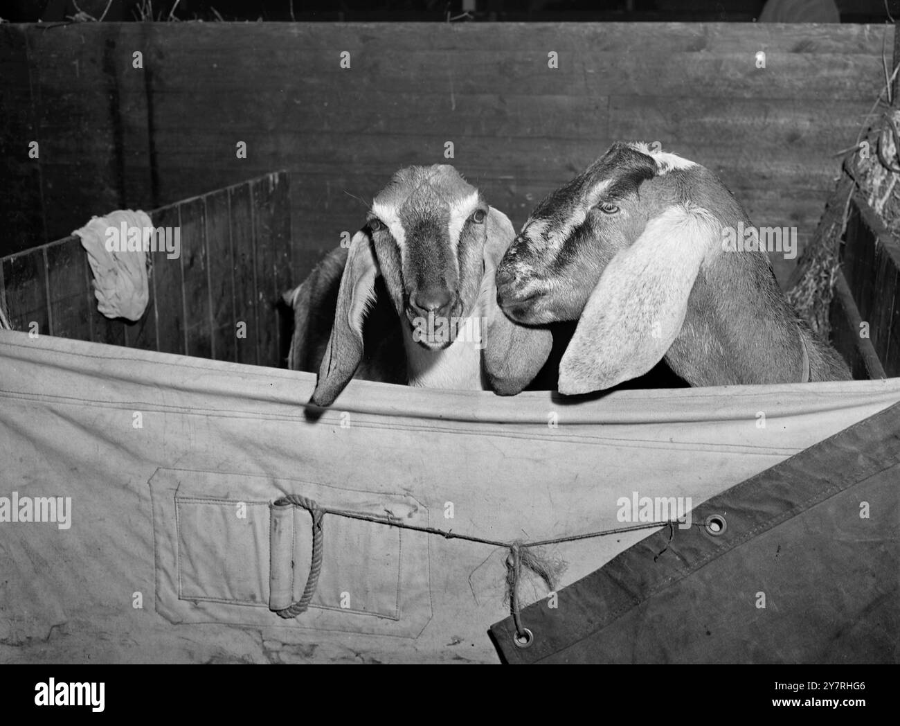 Über ihre Chancen sprechen? 26.10.53. 393 Tiere wurden in Londons größter Milchshow aller Zeiten aufgenommen, die morgen in Olympia eröffnet wird und bis Freitag geöffnet ist. INP-Foto zeigt, dass zwei anglo-nubische Ziegen, die in die Show aufgenommen wurden, ihre Chancen diskutieren – oder ist es eine Bemerkung über den Fotografen? Bild von Jack Davies PJ/72167 International News Photos. Stockfoto