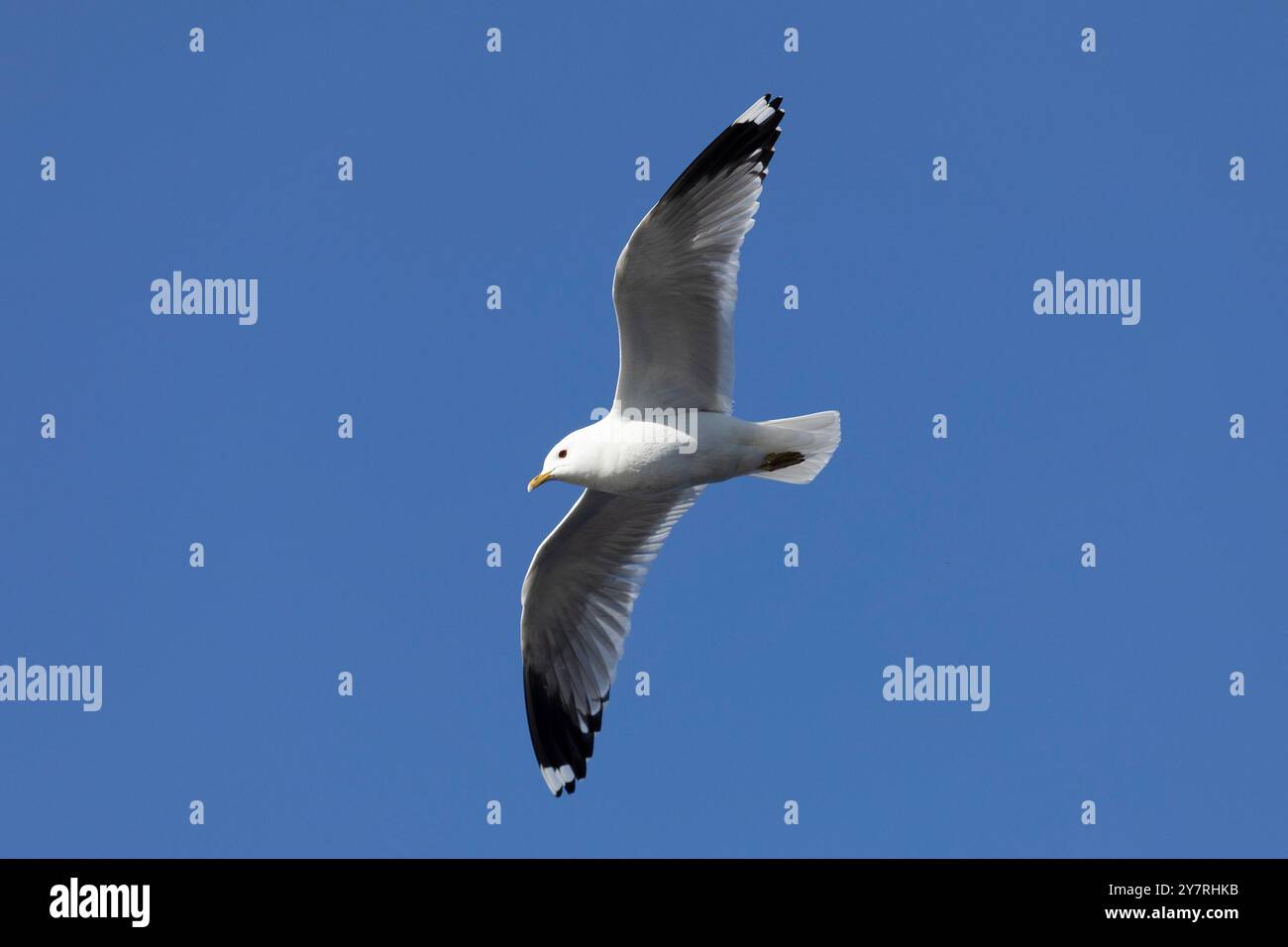 Nahaufnahme einer Möwe, die am Himmel fliegt Stockfoto