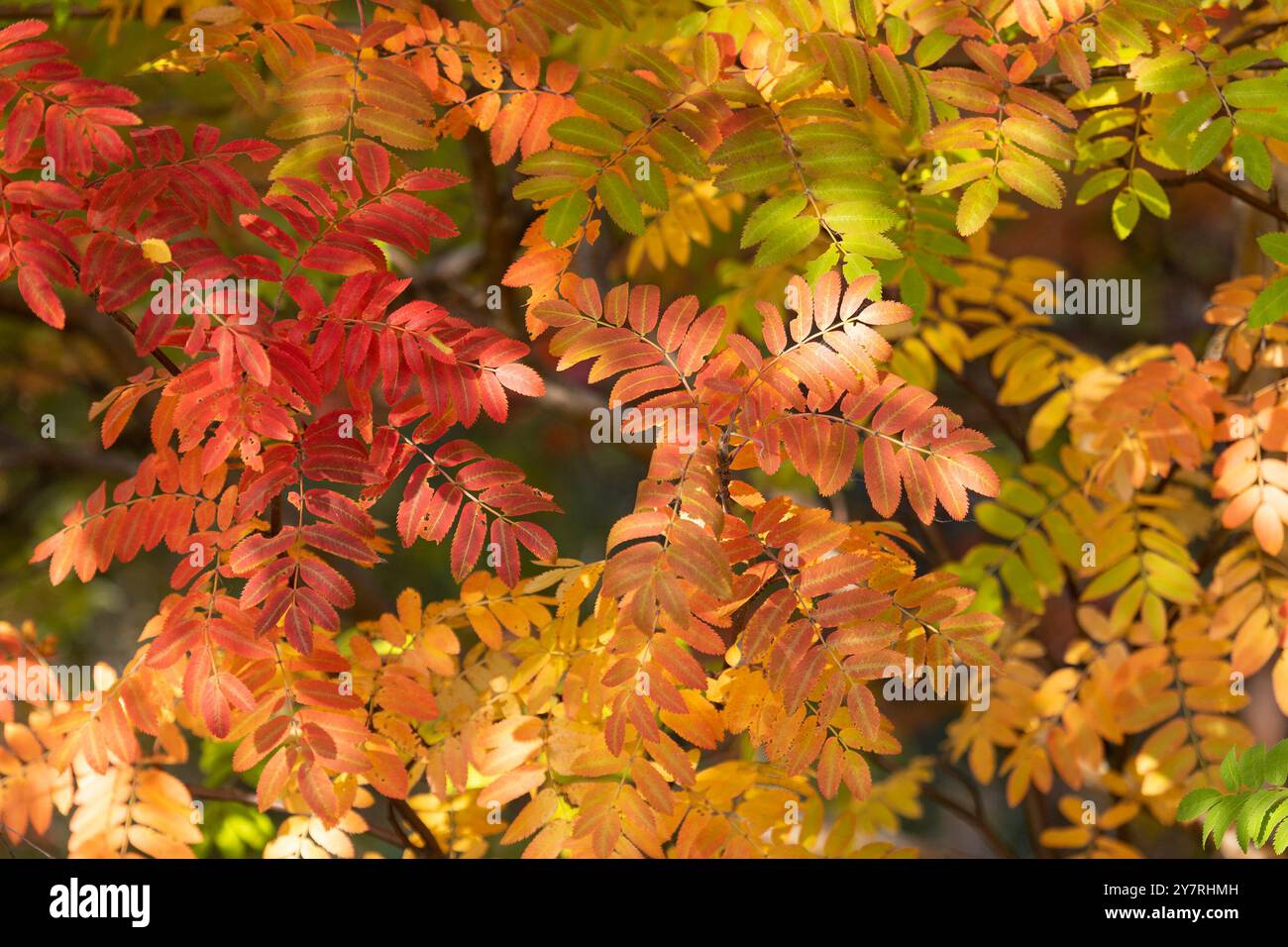 Der helle herbstreiter verlässt Nahaufnahme Stockfoto