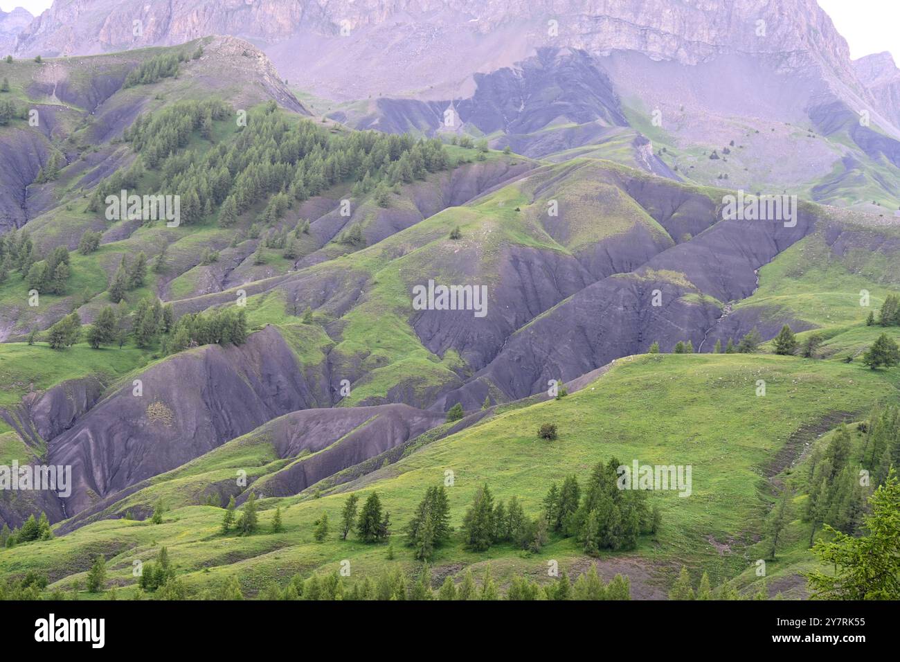 Grüne Sommerweiden oder Bergweiden am Col des Champs (2087 m) hohen Bergpass im Nationalpark Mercantour in den französischen Alpen Stockfoto
