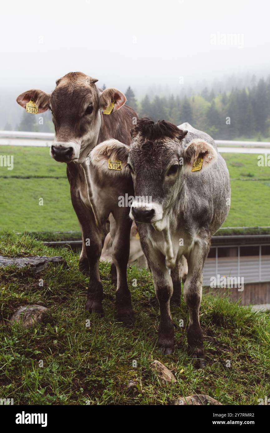 Nahaufnahme Porträt von zwei Kühen auf bedecktem Hügel Stockfoto