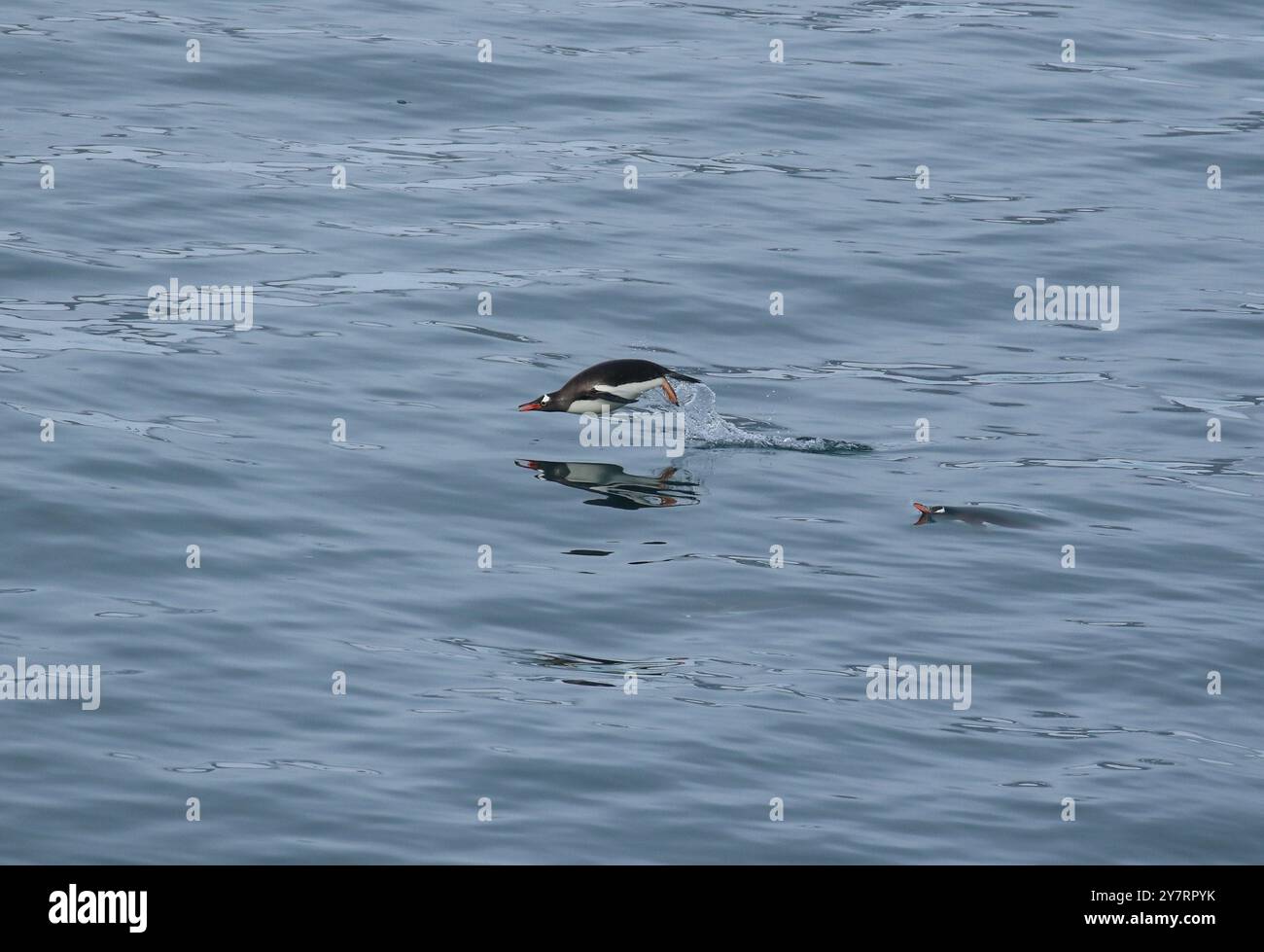 Porpoising Gentoo Pinguin - Pygoscelis papua bei Cuverville Island, Antarktische Halbinsel Stockfoto