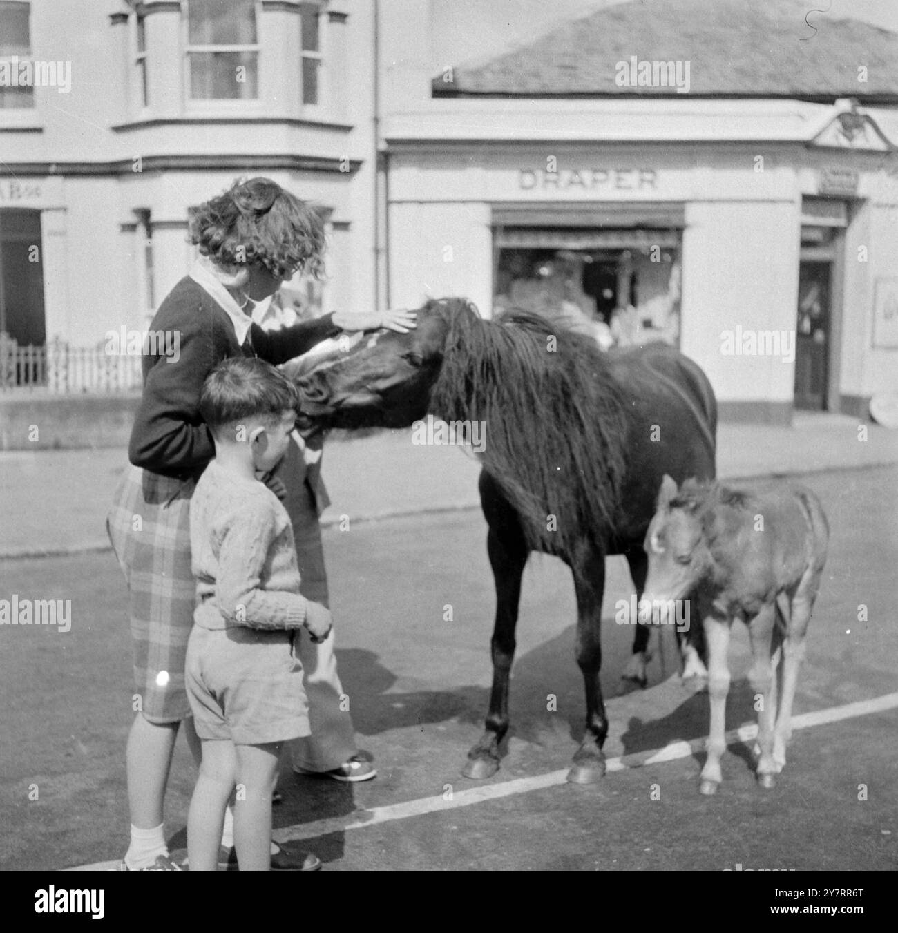 DIE NICHT SO WILDEN PONYS - die wilden Ponys von Dartmoor vergessen, schüchtern zu sein, wenn sie Hunger haben und direkt nach Princetown kommen, um nach Essen zu suchen. - I.N.P. Foto zeigt Kinder im Urlaub in Princetown - freuen sich, wie zähm die sogenannten wilden Ponys wirklich sind. - PJ/70746 - Fotos der internationalen Nachrichten Stockfoto