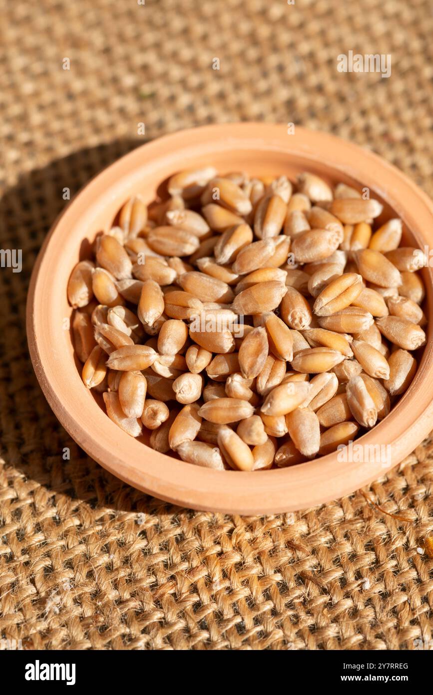 Einkorn Weizen in Terrakotta Schüssel, Triticum monococcum Stockfoto