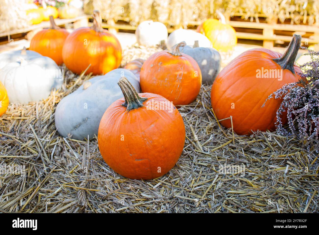 Farmer's Kürbismarkt Herbstfotozone Stockfoto