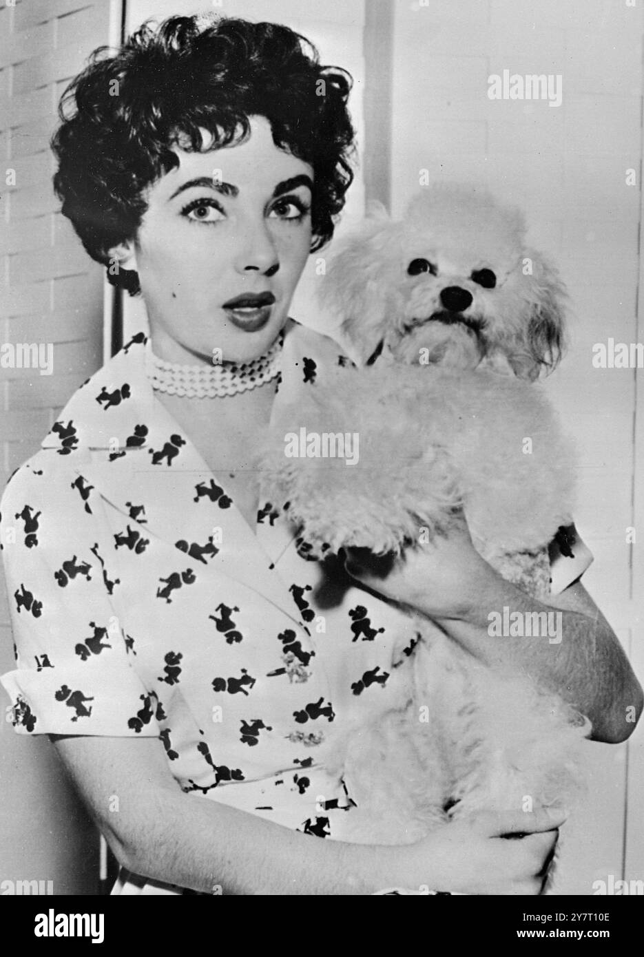 EIN PUDELSCHNITT FÜR IHRE REISE NACH LONDON... 17.2,52. Elizabeth Taylor macht sich heute Abend allein auf die 6.000 Meilen lange Reise von Hollywood, die in einer "ganz schönen Hochzeit" mit dem britischen Filmschauspieler Michael Wilding endet. Elizabeth sagte Freunden, dass die Hochzeit, die nun später in dieser Woche stattfinden soll, wahrscheinlich in einem Kassenbüro stattfinden würde. Nur ein paar enge Freunde werden da sein. Herbert Wilcox, der Michael Wilding zum Star gemacht hat, wird der beste Mann sein. Michael Wilding verschwand gestern zum "ruhigen Wochenende" ins Land. I.N.P. FOTOSHOWS: Das Bild wurde gerade von Hollywood-Shows empfangen Stockfoto