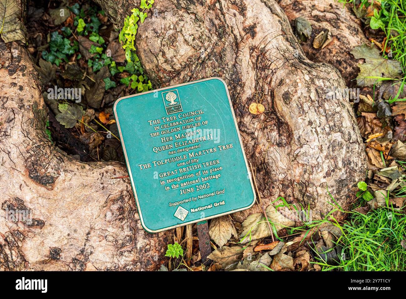 Eine Gedenktafel des Tree Council, auf der der Tolpuddle Martyrs' Tree als einer von 50 Great British Trees im Jahr 2002 in Tolpuddle, Dorset, England, bezeichnet wurde Stockfoto