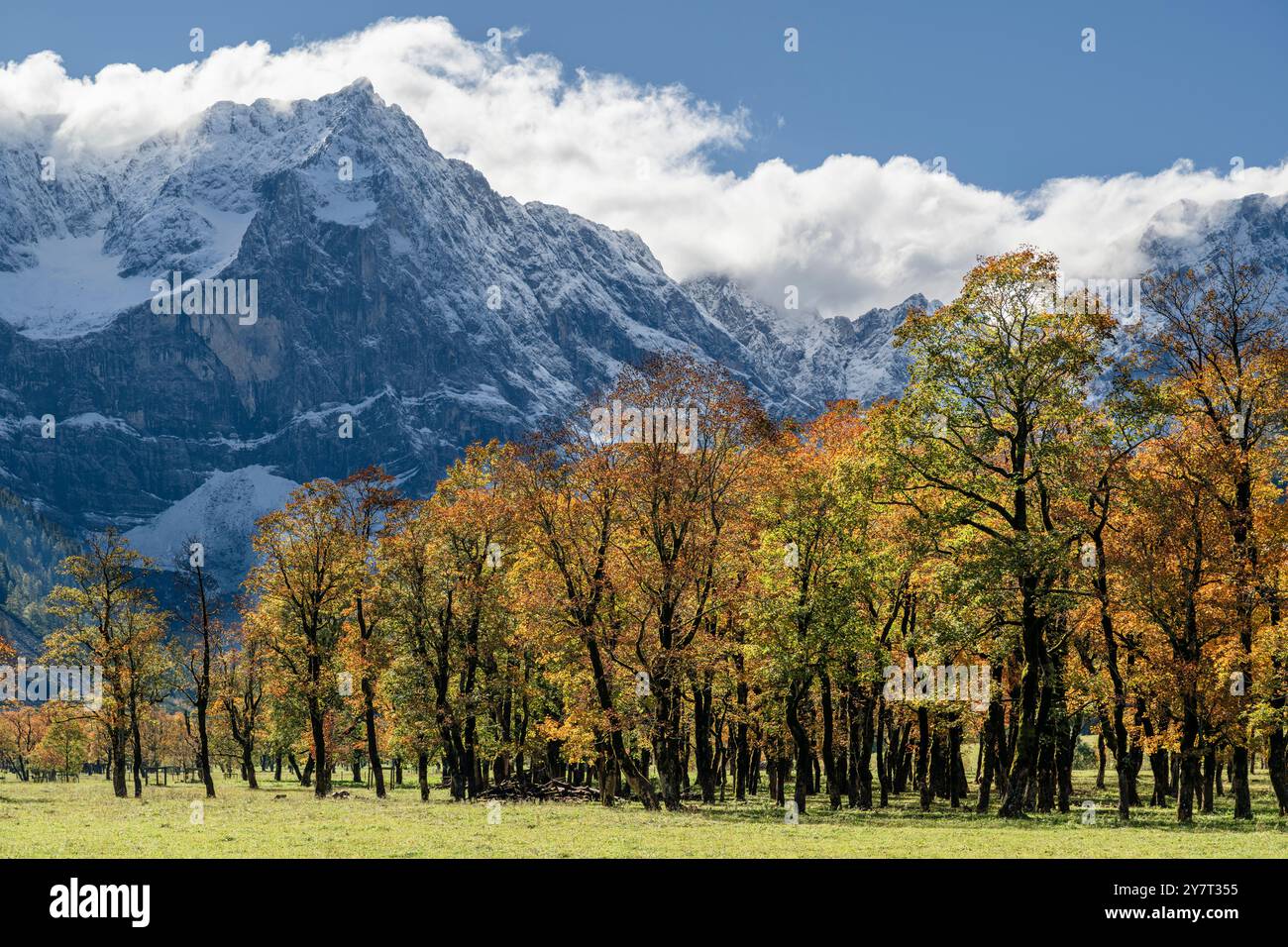 Die herbstlichen Ahornbäume auf dem großen Ahornboden vor schneebedeckten Felswänden und einem Wolkenband über den Gipfeln des Karwendels Stockfoto