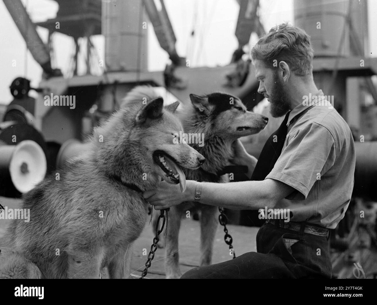 HUSKIES HIER FÜR EINE 3-NATIONEN-EXPEDITION seltsame Fracht an Bord des P.S.N. Schiffes S. ' Losada ' , das in London Docks angekommen ist , waren dreißig von 60 Huskies , die an der Norwegisch-britisch-schwedischen Antarktisexpedition zum Queen Maud Land teilnehmen werden , die Ende des Sommers segeln wird . Die Hunde werden in Brighton eine Zeit lang in Quarantäne bleiben und dann in die Pflege von Veterinärexperten gestellt, um für ihre gefährlichen Abenteuer zu sorgen . Ziel der Expedition - die erste solche internationale Expedition in der Geschichte - ist es, unbekannte Einöde des Queen Maud Landes zu erkunden, die Bedingungen zu untersuchen Stockfoto