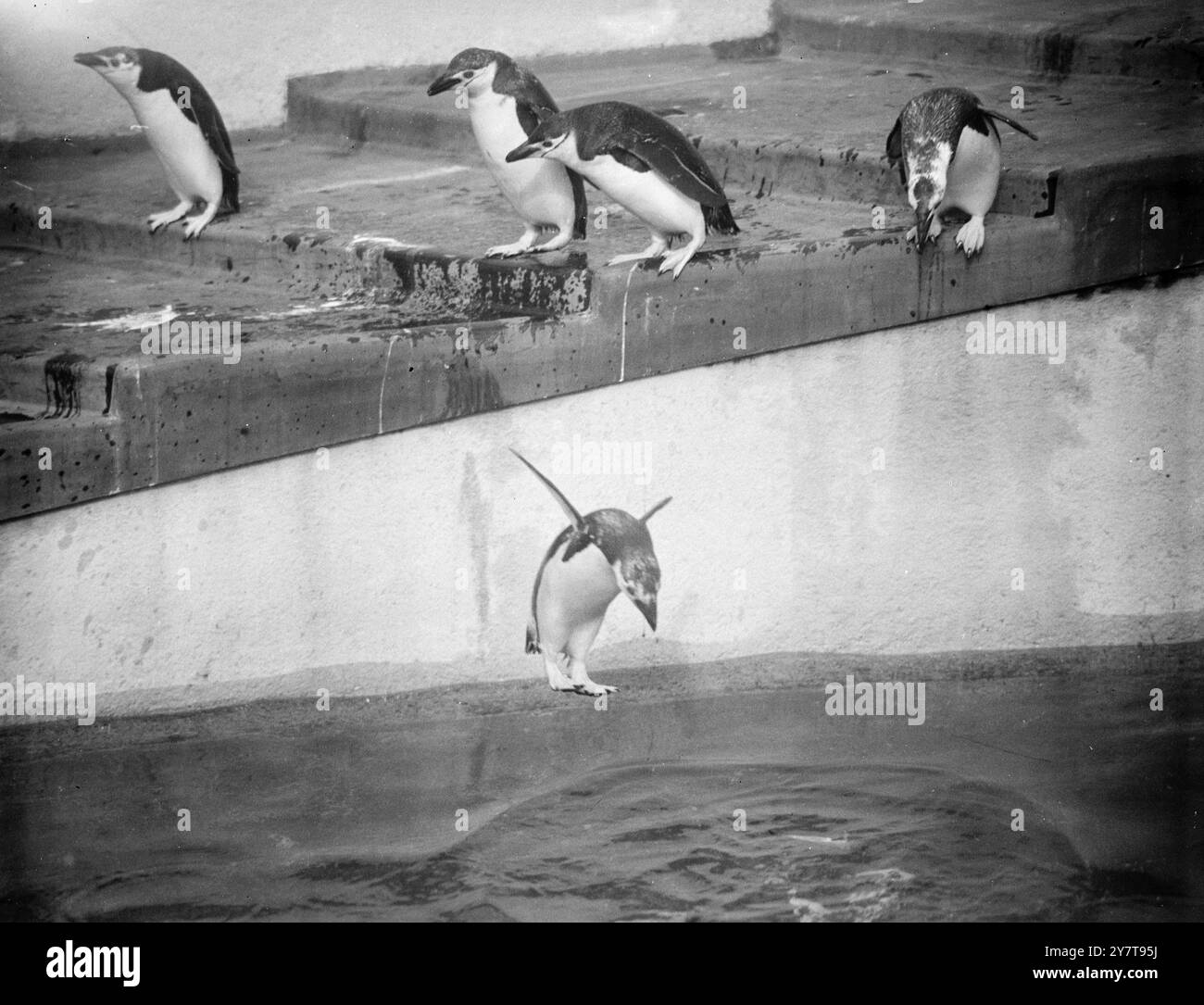 CRASH-TAUCHGANG nur ein „Flop“ als Taucher ist Arthur, der Ring des Londoner Zoos Penguin. Es ist nichts Besonderes an seinem Fußsprung, aber er weiß, dass er genauso in den Hafen kommt. Arthur, der gerade sein Debüt als Fernsehstar gab, war einer von mehreren Pinguinen, die von dem Falkland Island Dependency Survey-Schiff John Biscoe aus der Antarktis gekauft wurden. 1950 Stockfoto